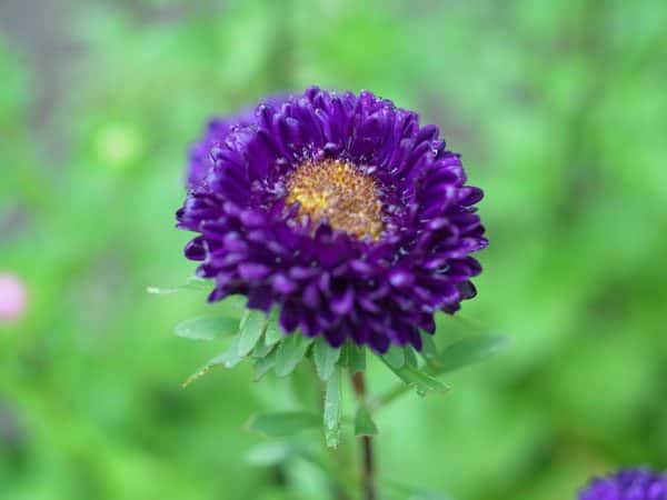 Aster (Callistephus chinensis)