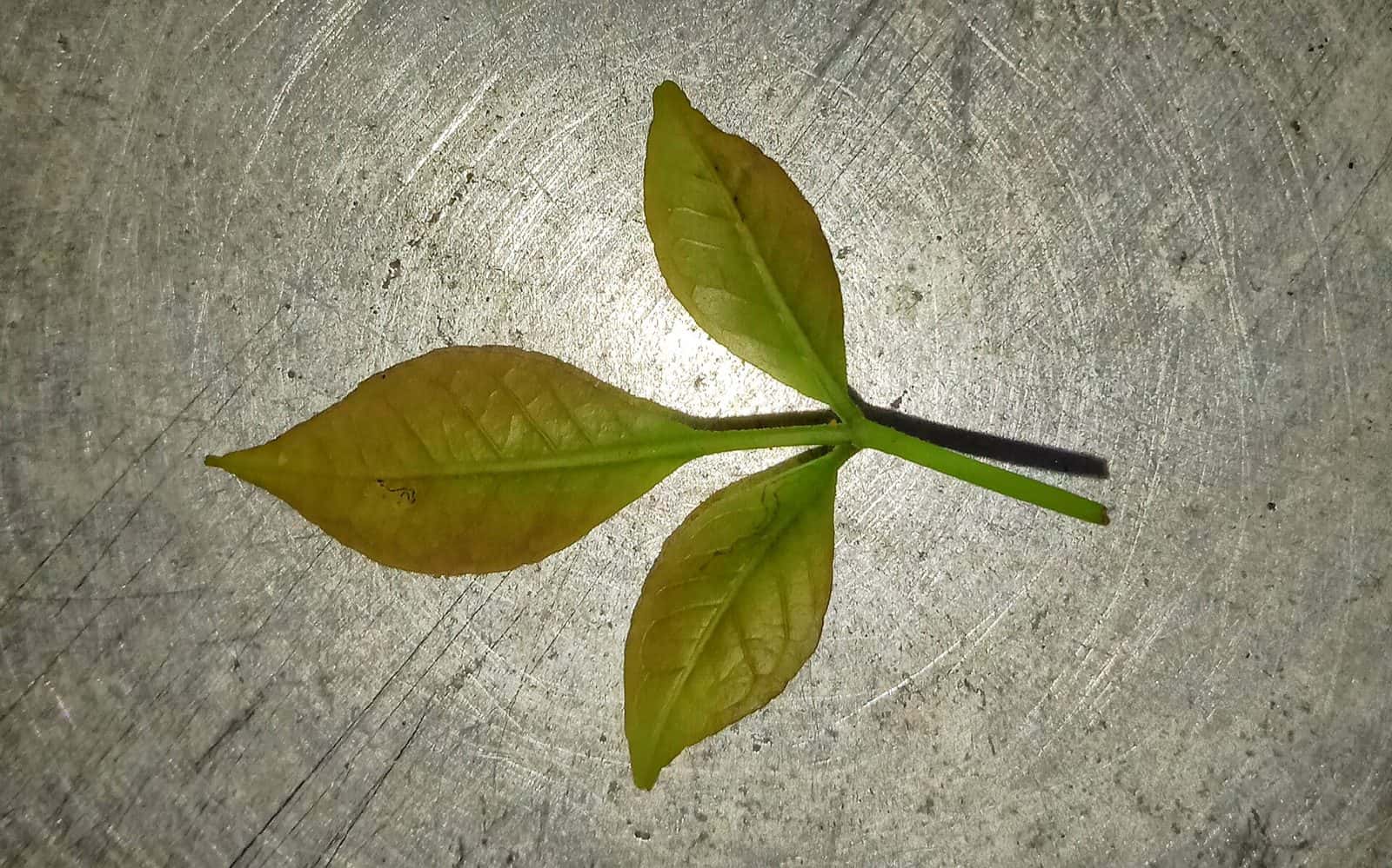 Bel patra (Aegle marmelos (leaves))