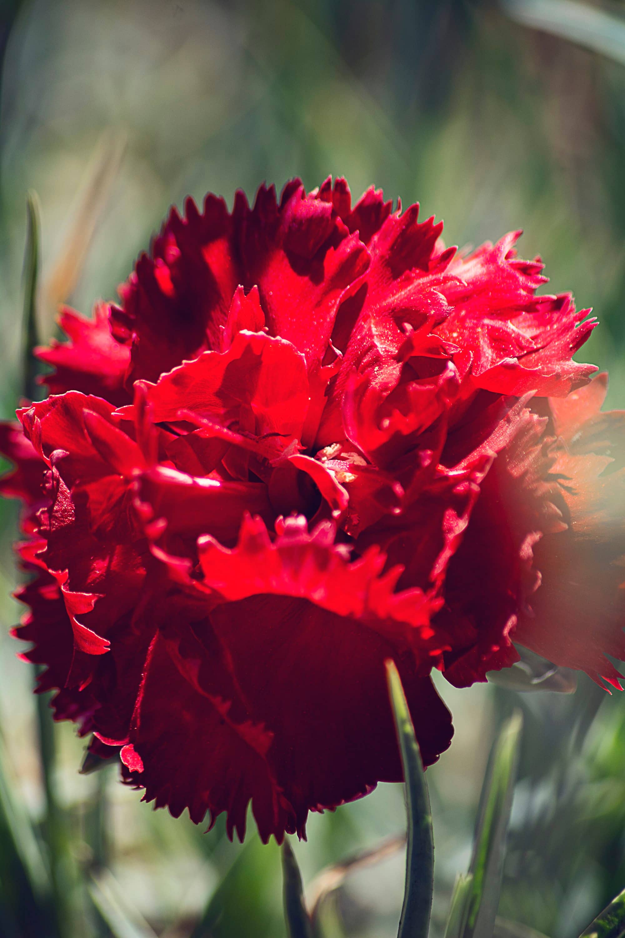 Carnation (Dianthus caryophyllus)