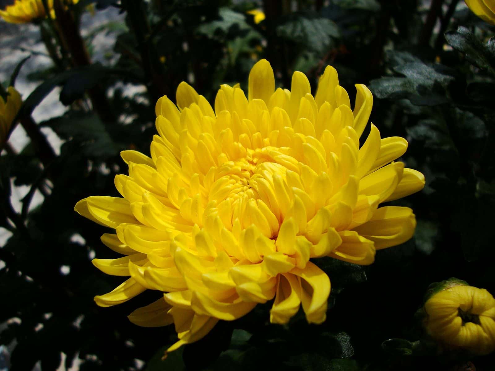 Chrysanthemum (Chrysanthemum morifolium)