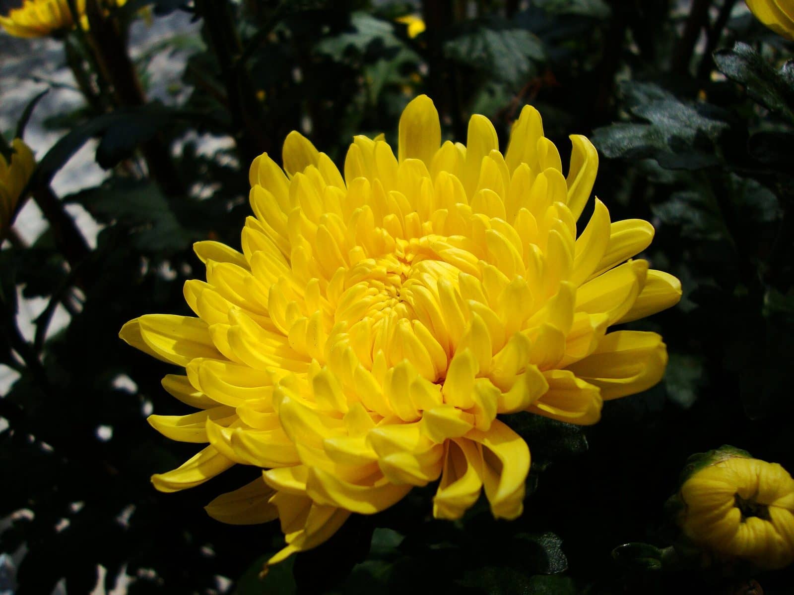 Chrysanthemum (Chrysanthemum morifolium)