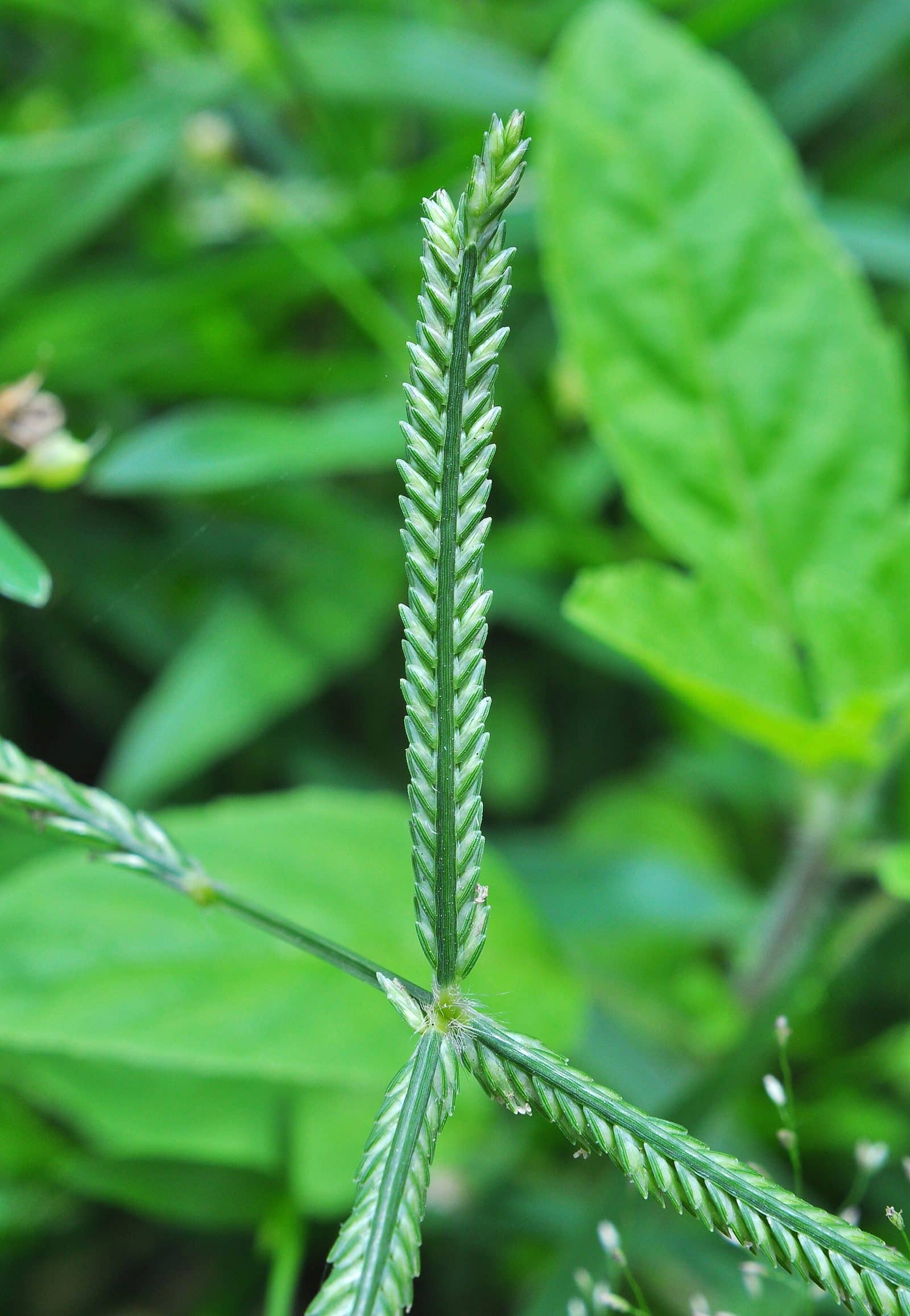 Durva grass (Cynodon dactylon)