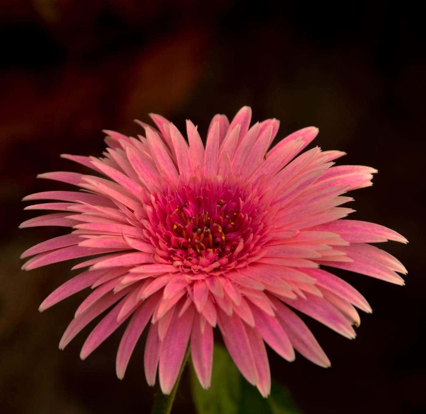 Gerbera (Gerbera jamesonii hybrids)
