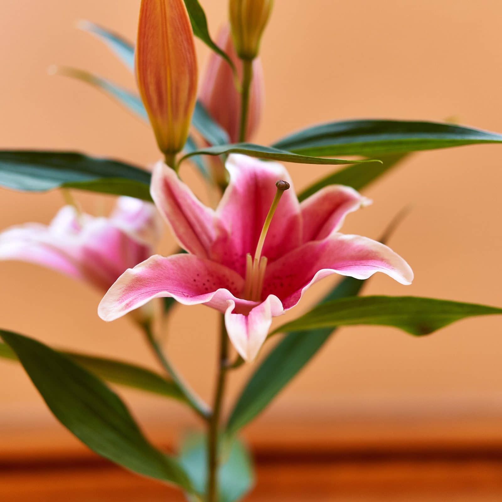 Lily (Lilium hybrids (Asiatic and Oriental))