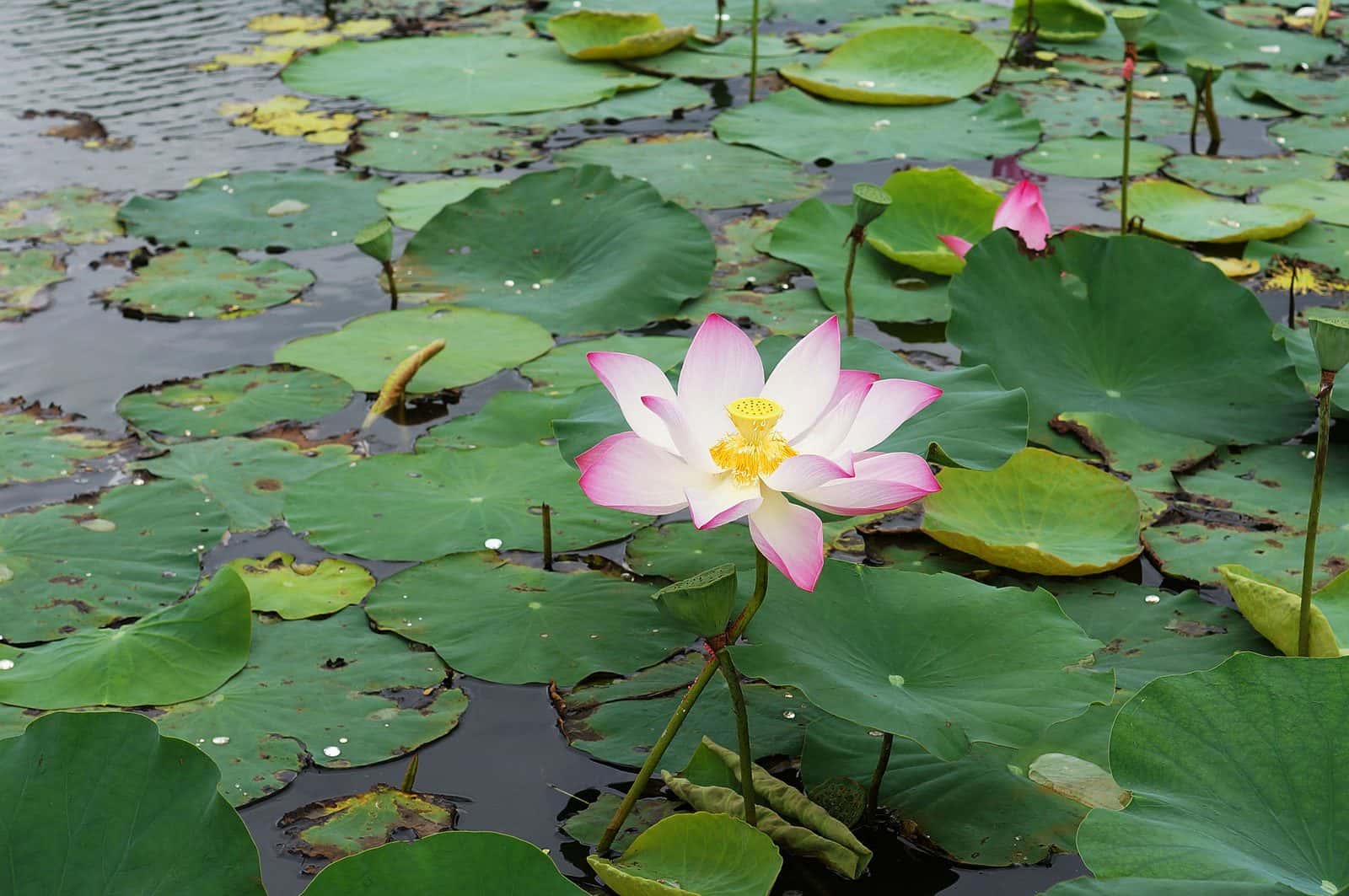 Lotus (Nelumbo nucifera)