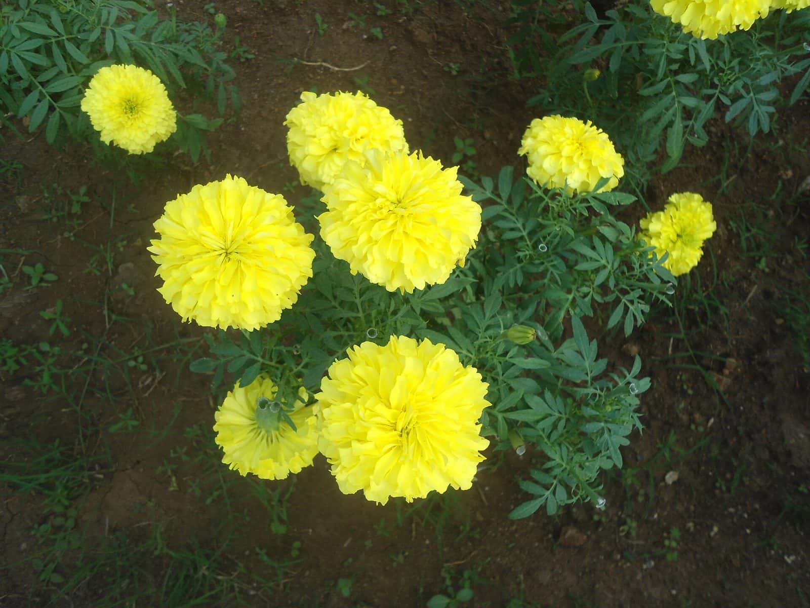 Marigold (Tagetes erecta)