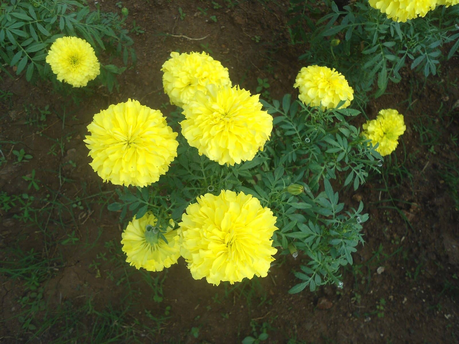 Marigold (Tagetes erecta)
