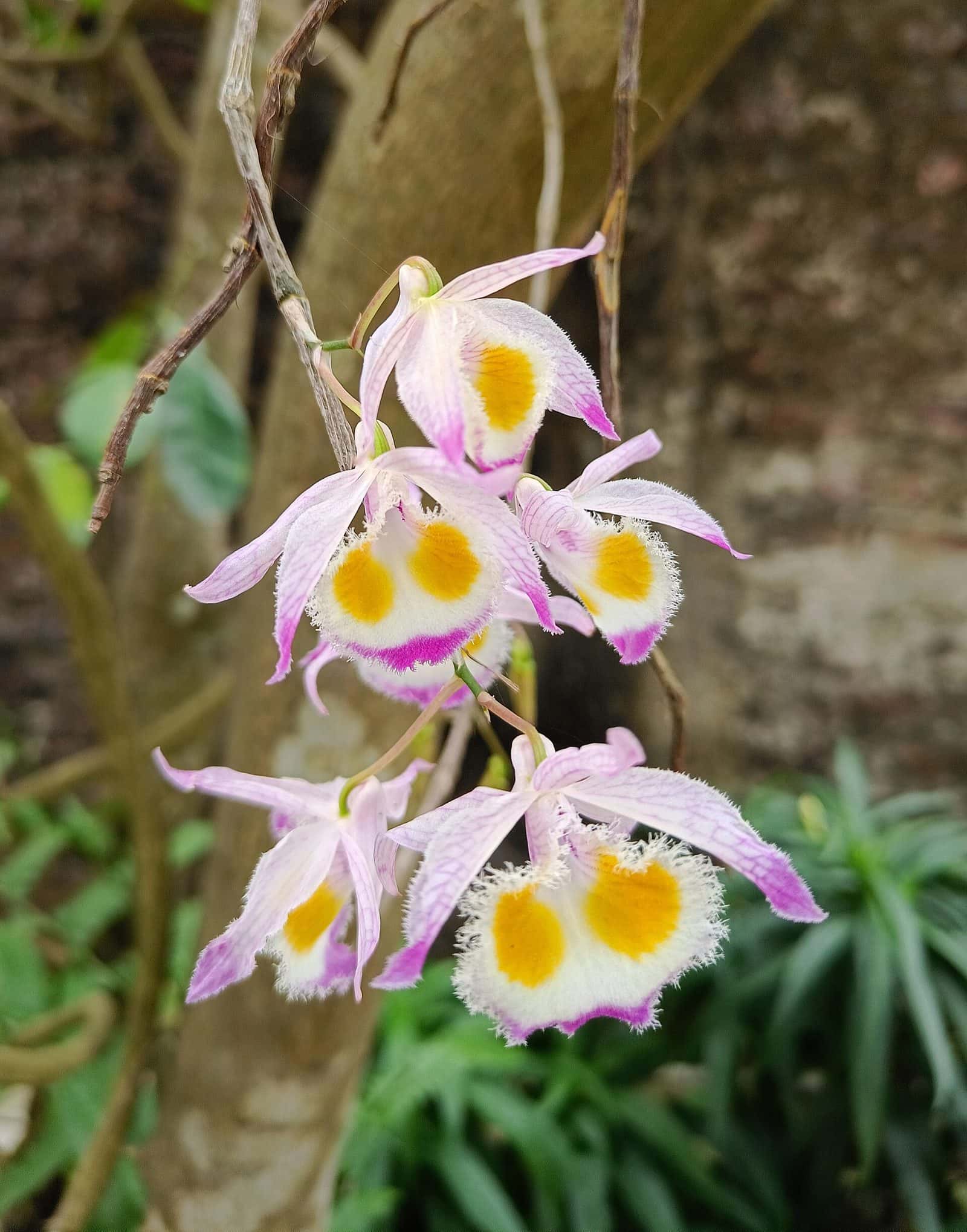 Orchid (Dendrobium hybrids (the common cut orchid in India))