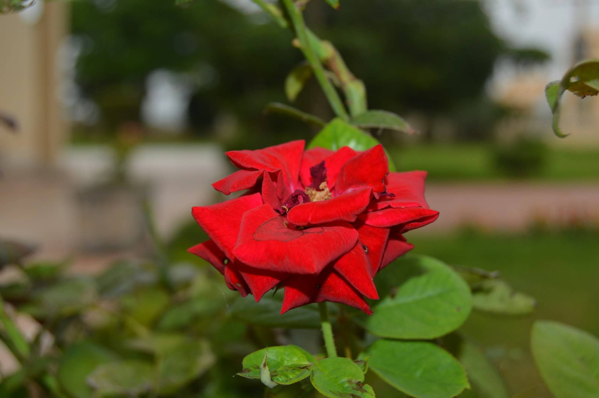 Rose (Rosa hybrids (cut roses))