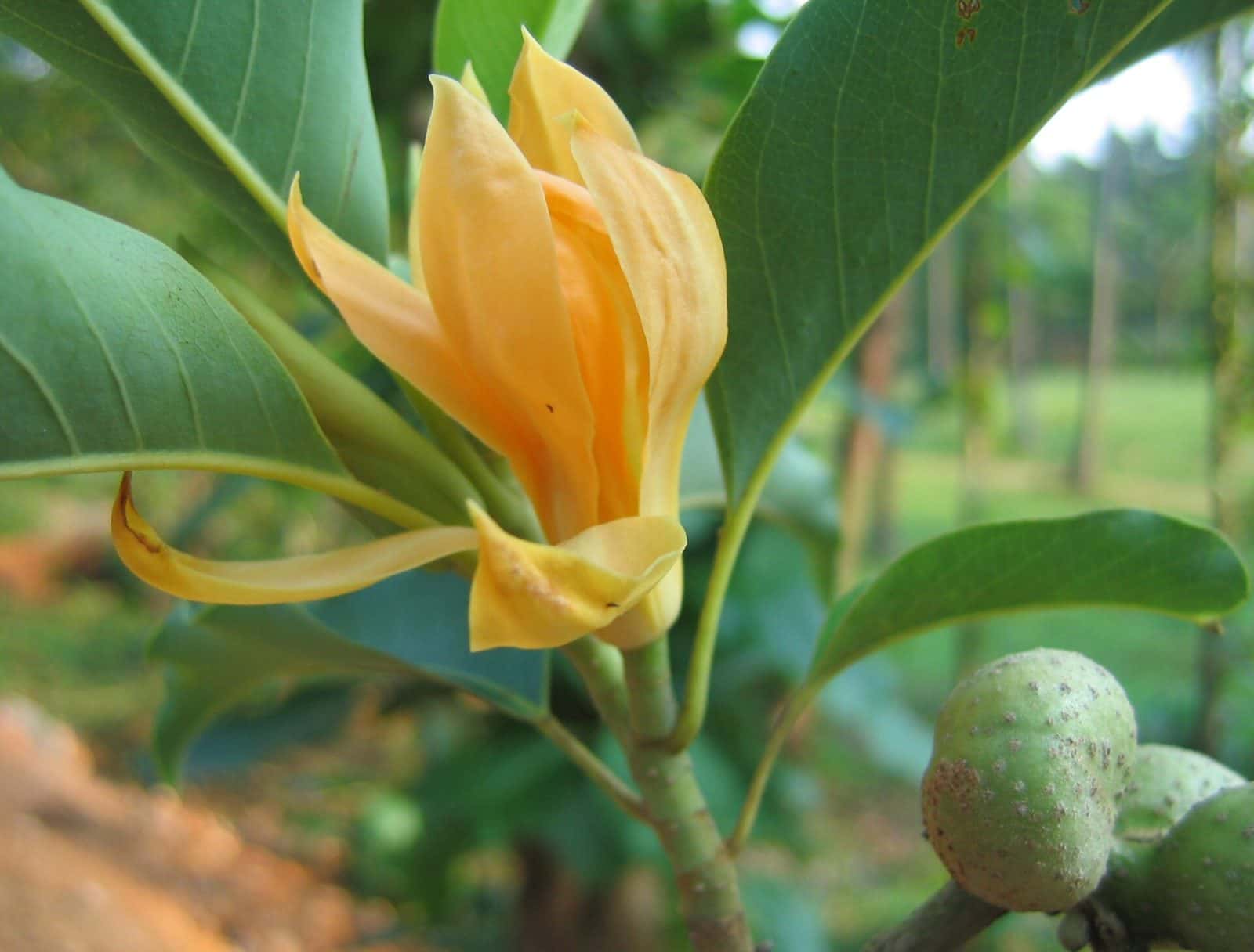 Son chafa (Magnolia champaca (syn. Michelia champaca))