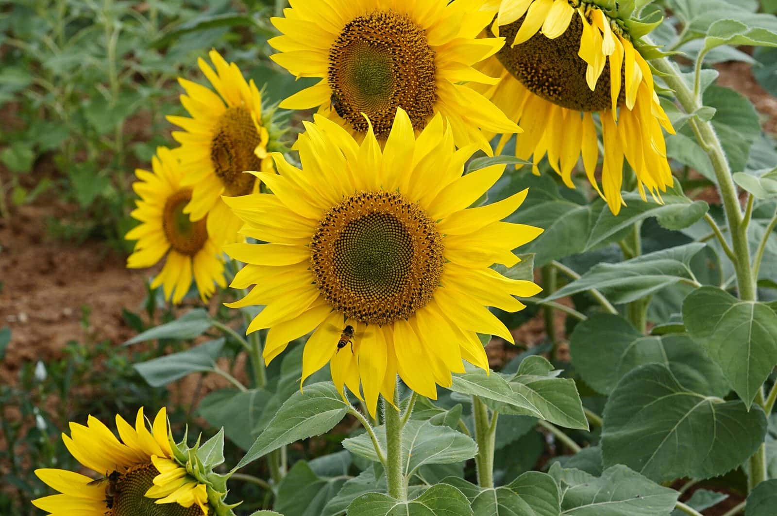 Sunflower (Helianthus annuus)