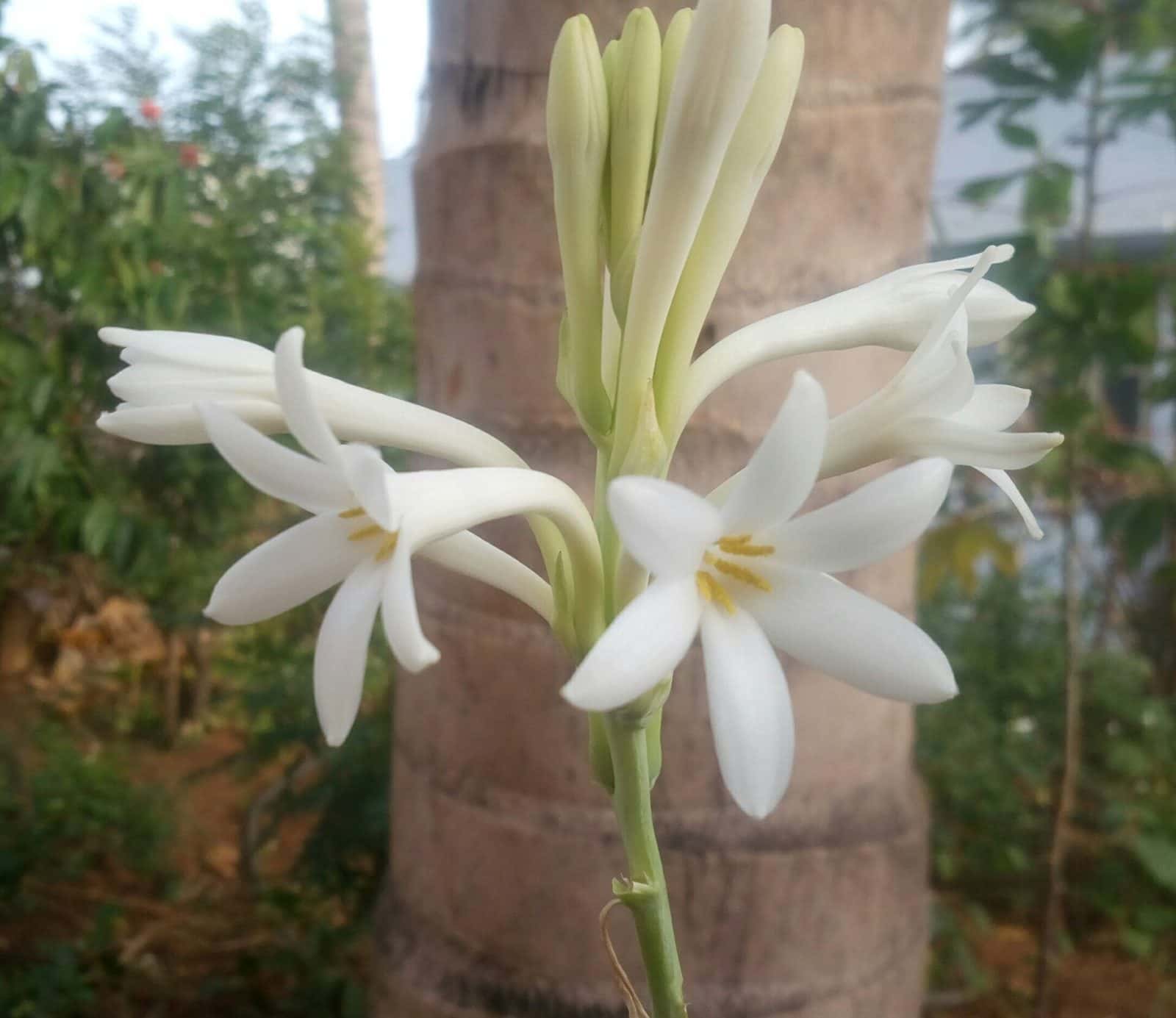 Tuberose (Agave amica (syn. Polianthes tuberosa))