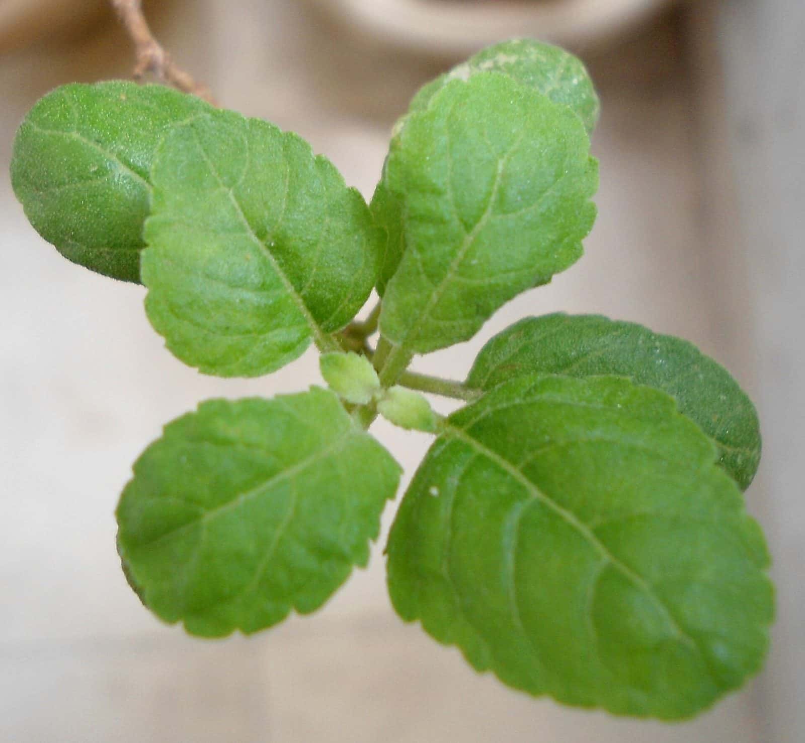 Tulsi leaves (Ocimum tenuiflorum)