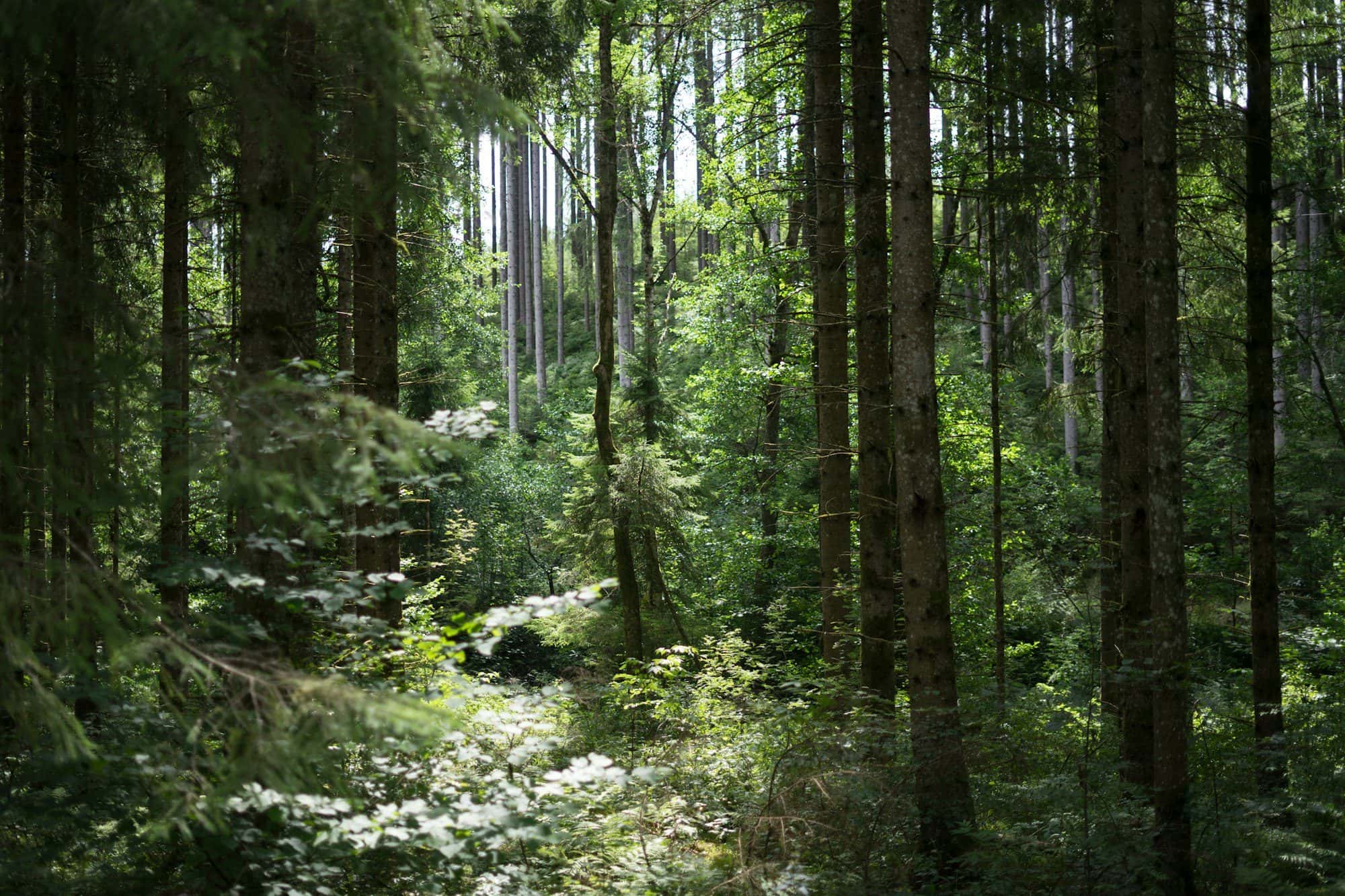 Miyawaki Forest Plantation for CSR