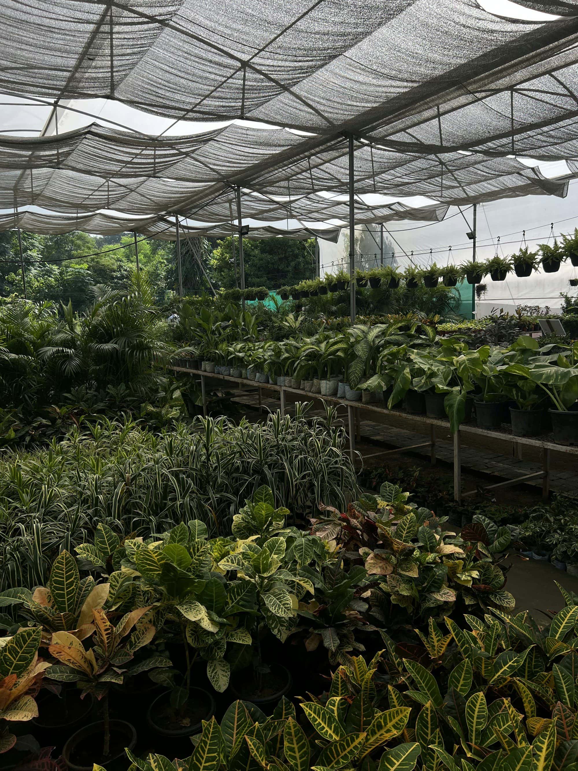 Buying plants in bulk for a landscaping project