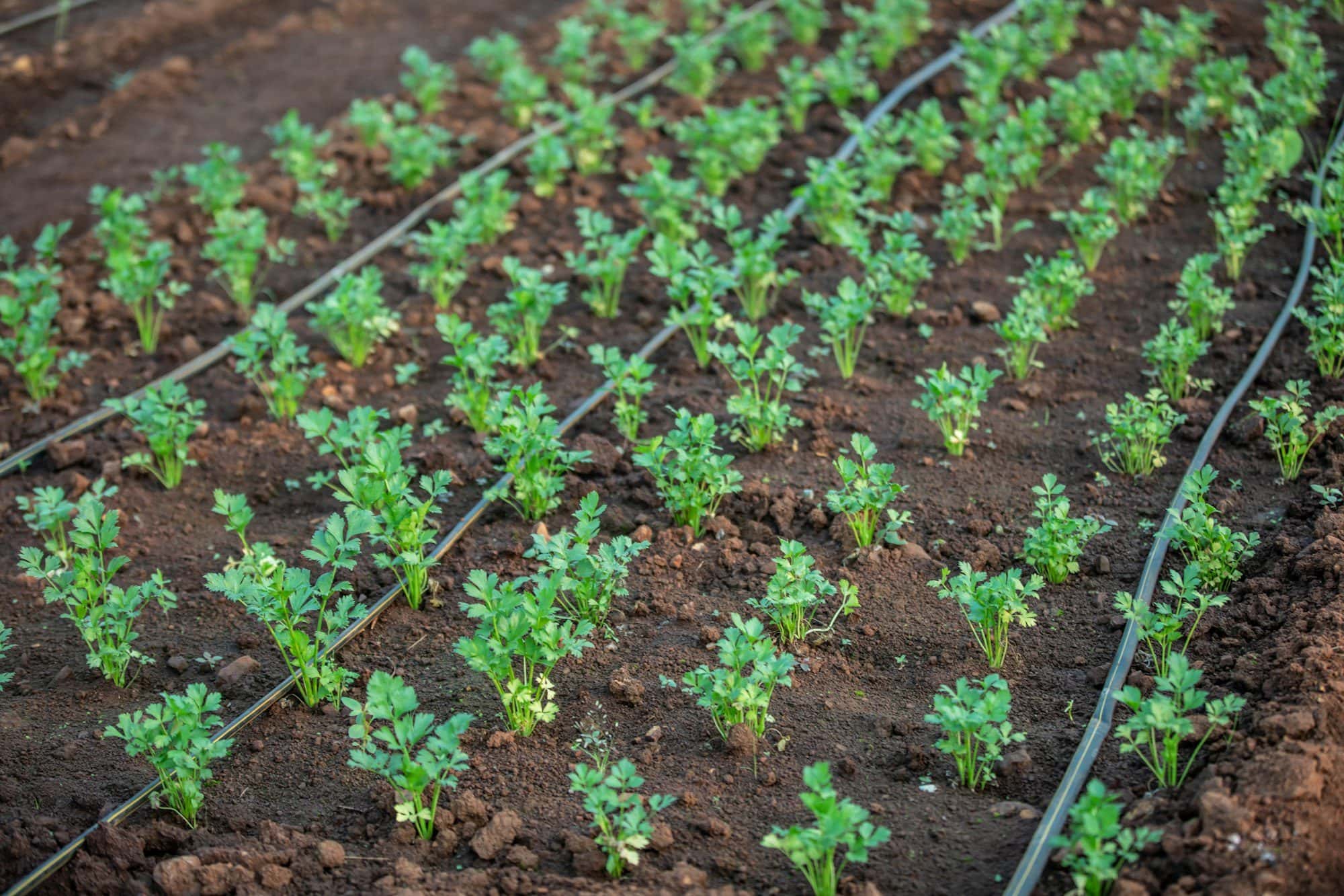 Drip irrigation: how it works, what it costs and when it pays