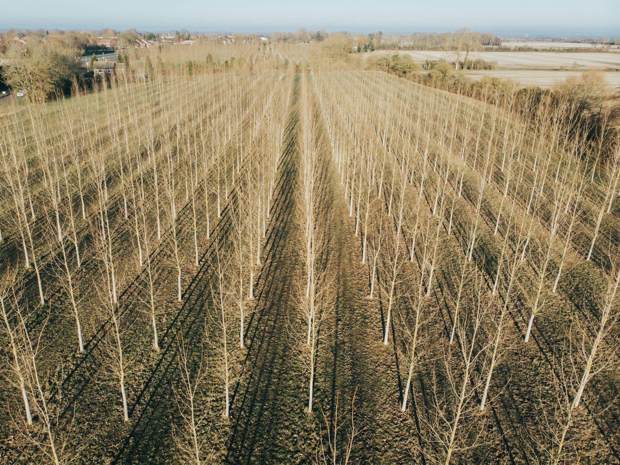 Green belt tree plantation: rows, spacing and density