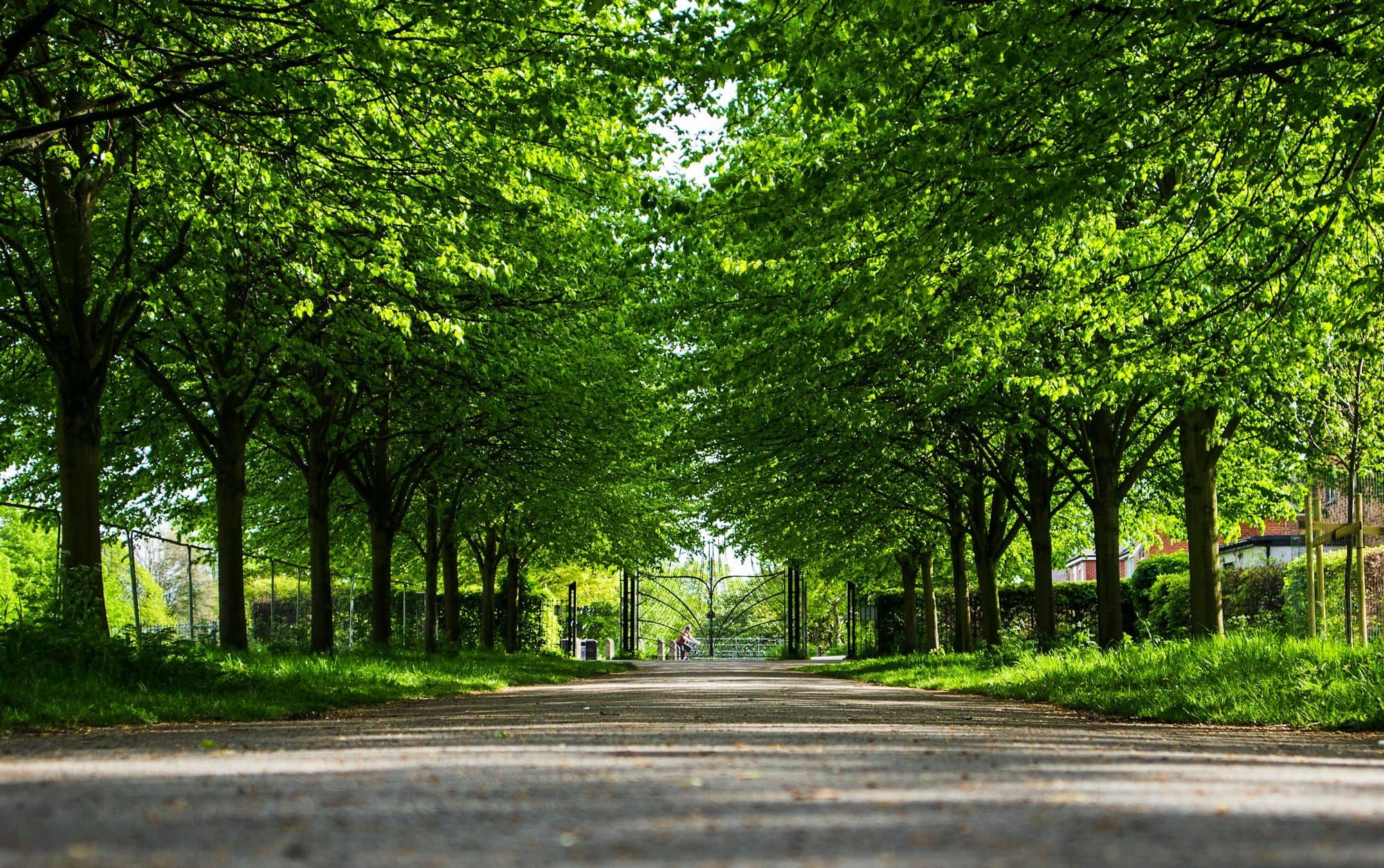 Industrial green belt and tree plantation: what factories need to know