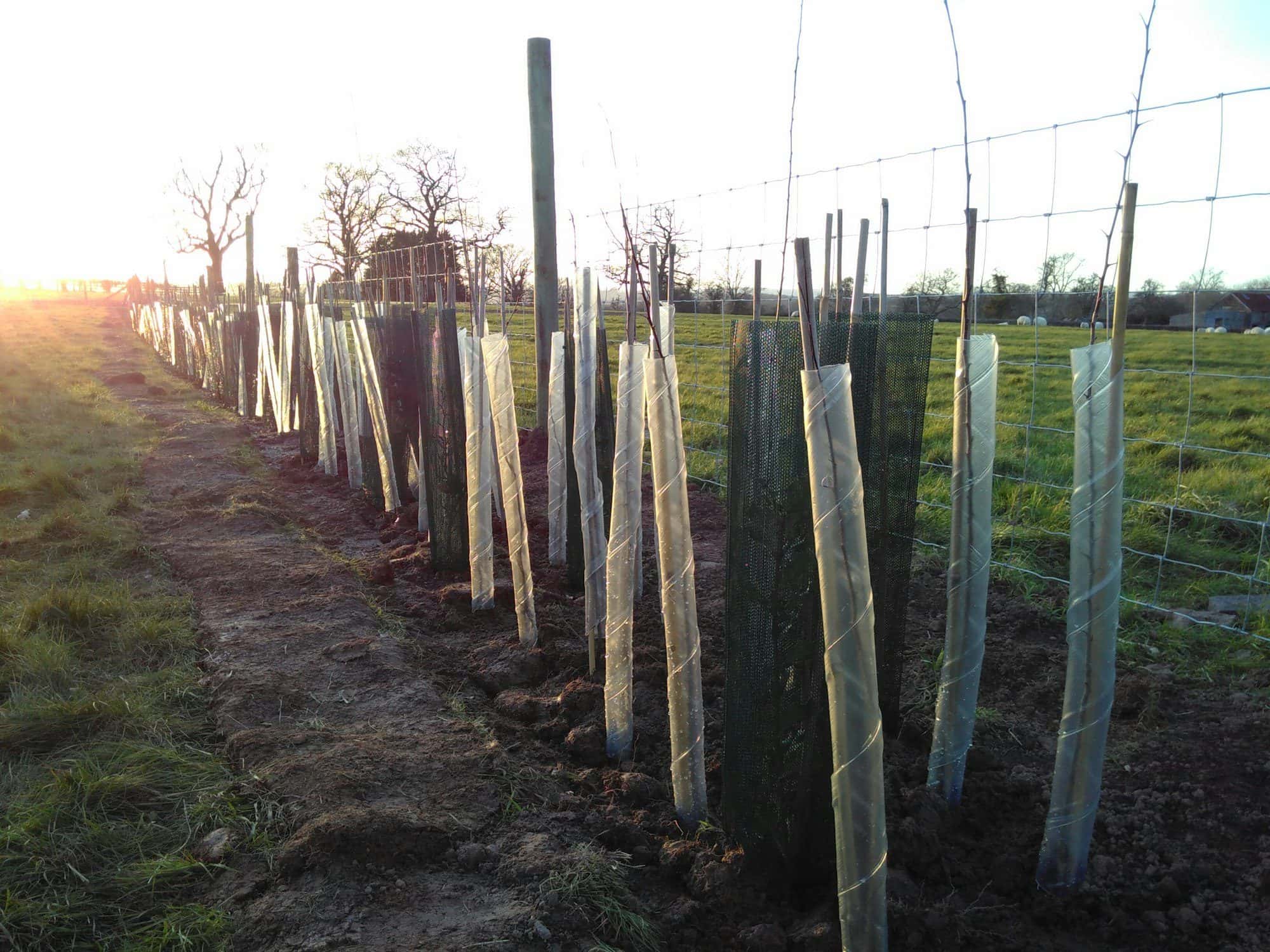 Trees for green belt tree plantation: what pollution boards accept