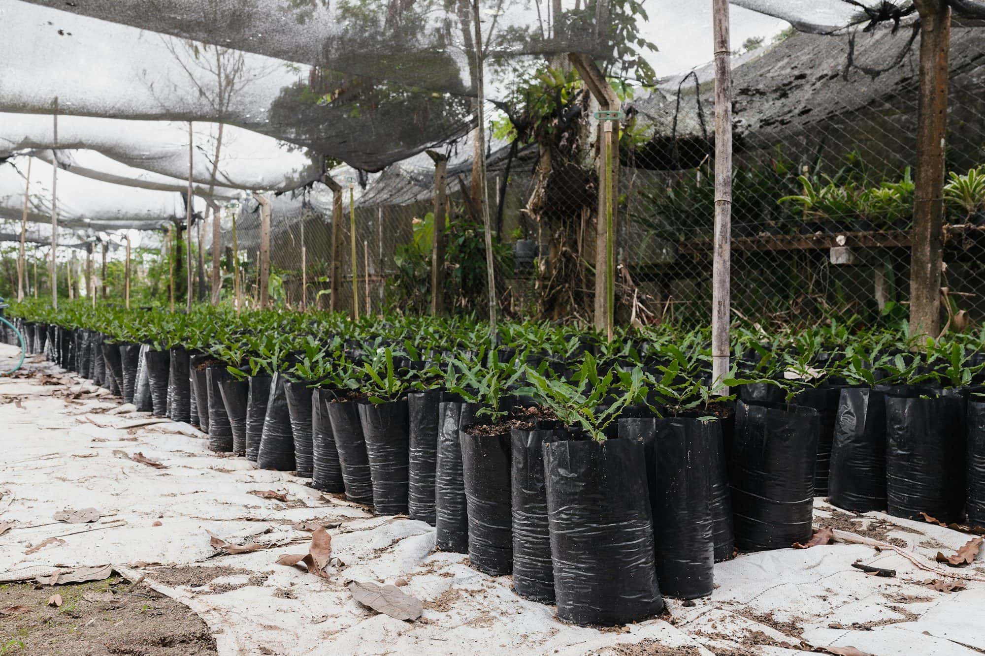 Grow bags: sizes, soil mix and what to grow in them