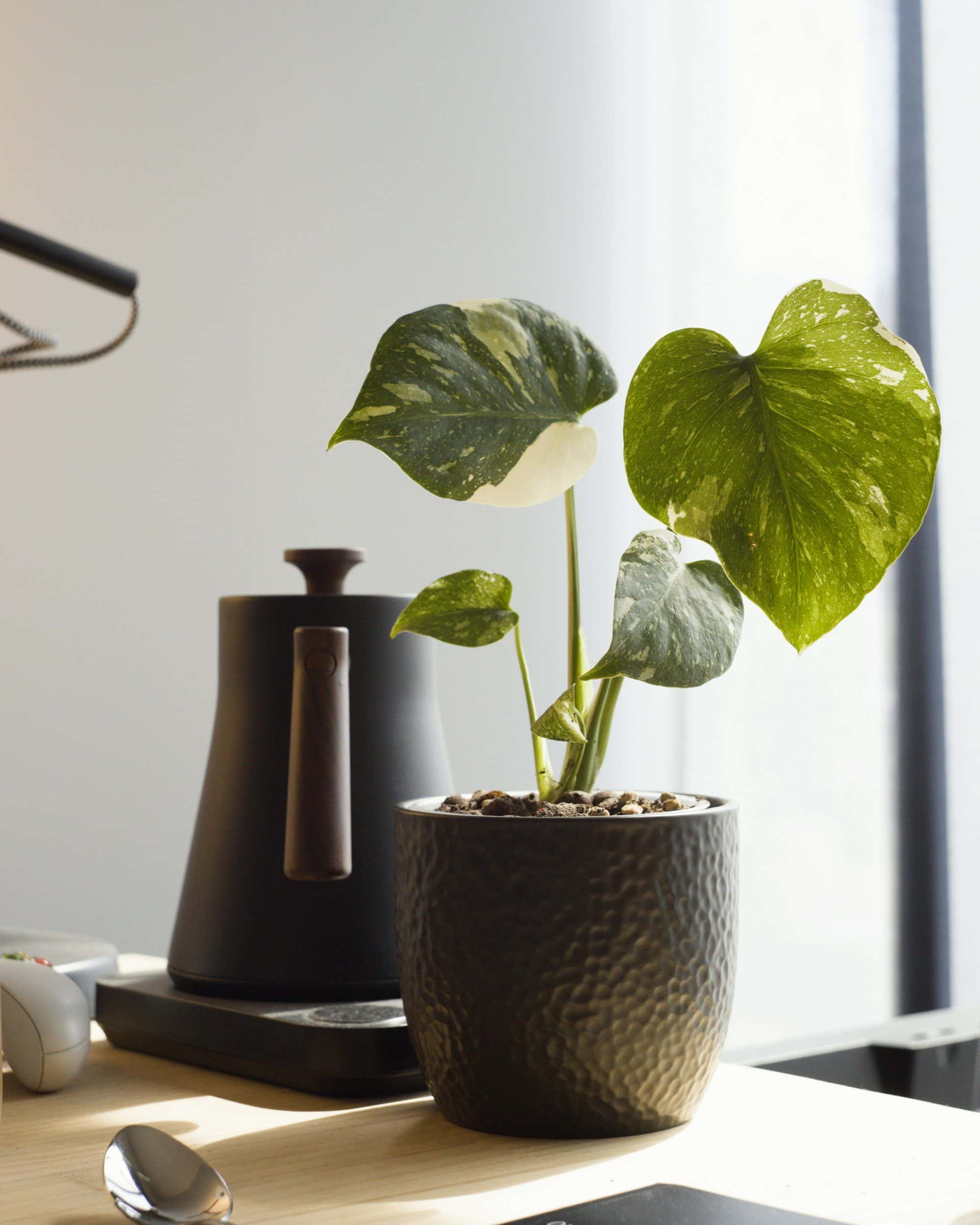Best indoor office plants and desk plants in India