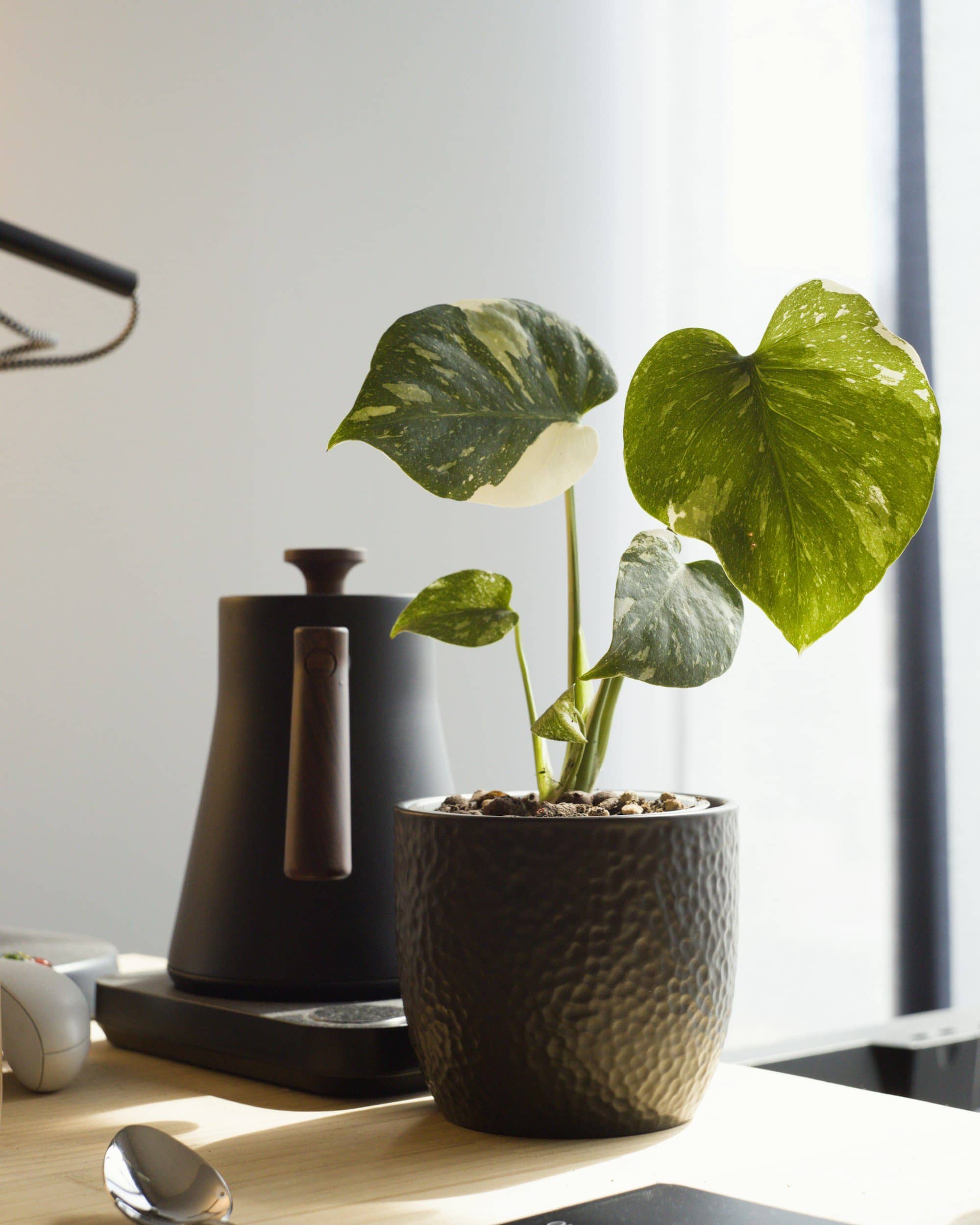 Best indoor office plants and desk plants in India