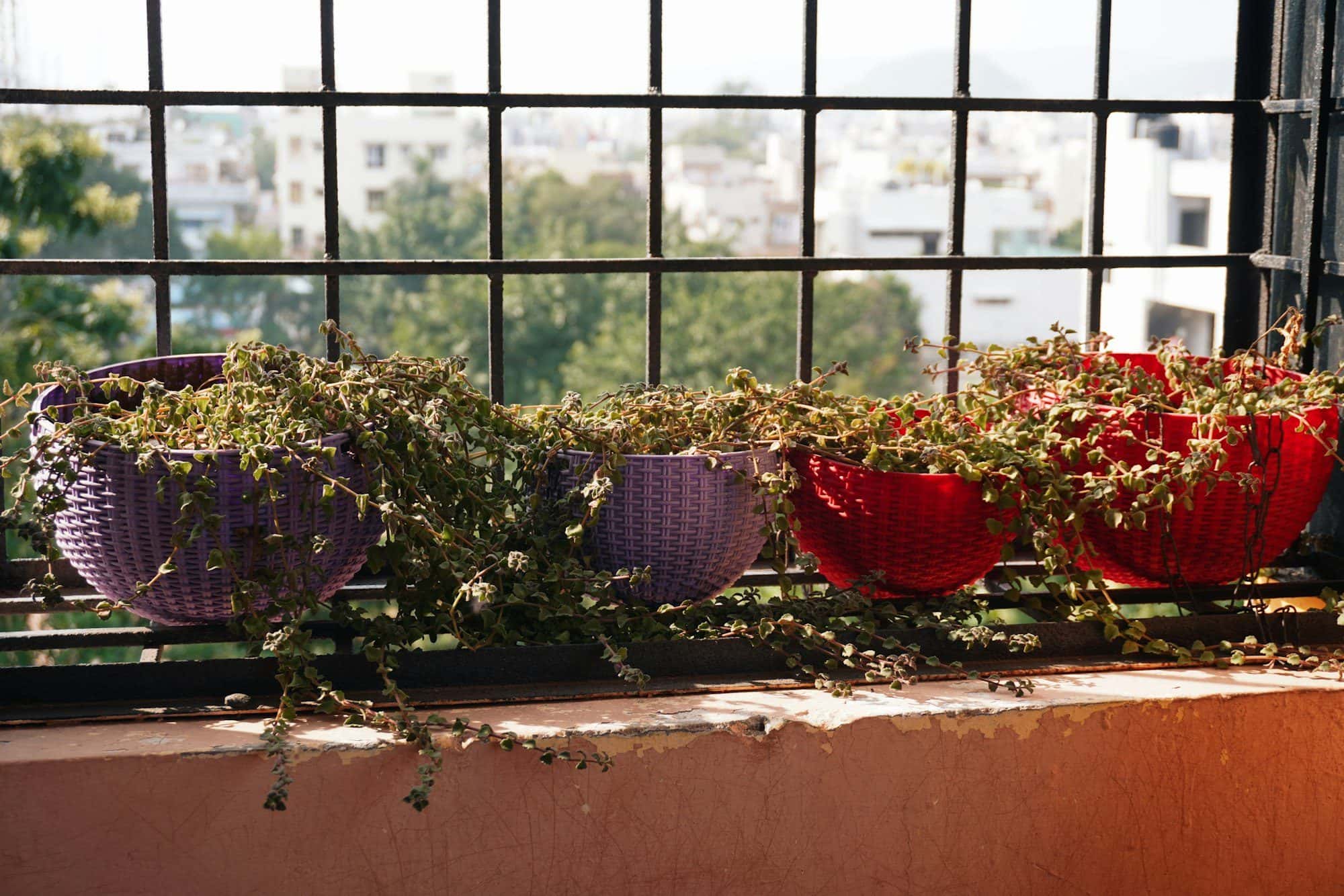 Kitchen garden at home: what to grow in each season in India