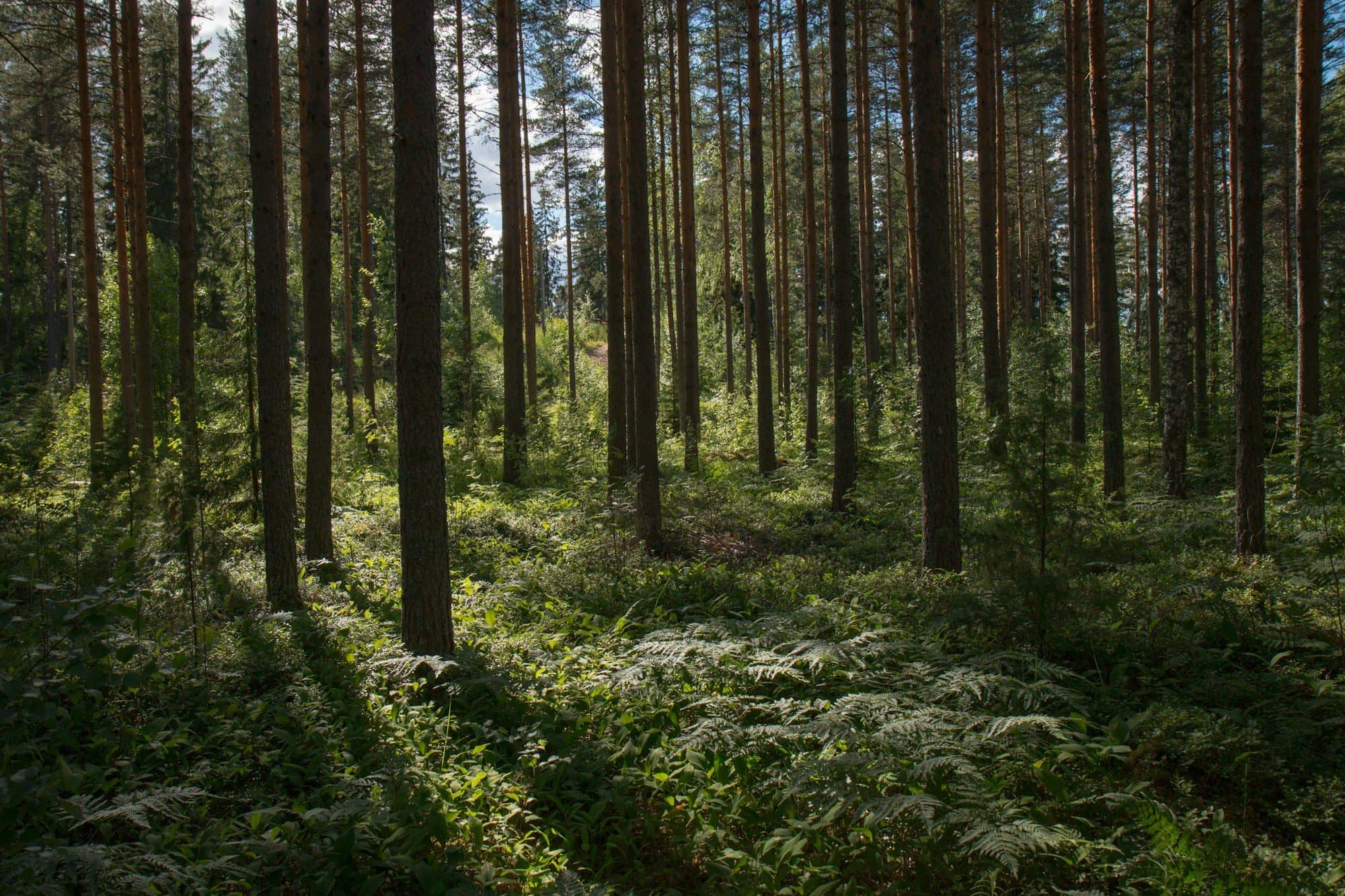 Miyawaki forest: the Miyawaki method, cost and land for CSR