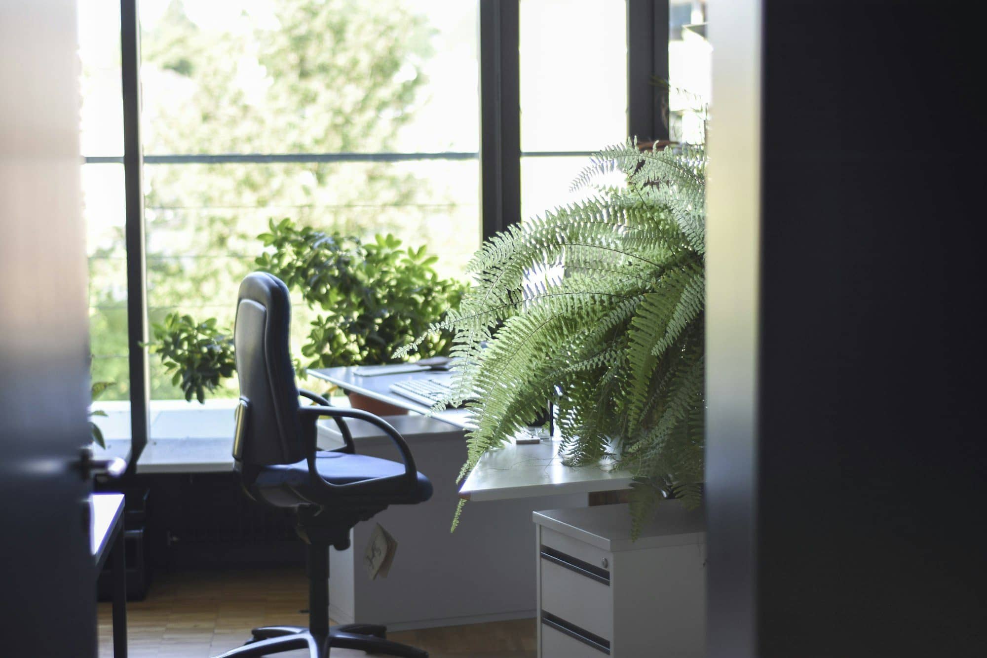 Indoor office plants on rent: how it works and what it costs