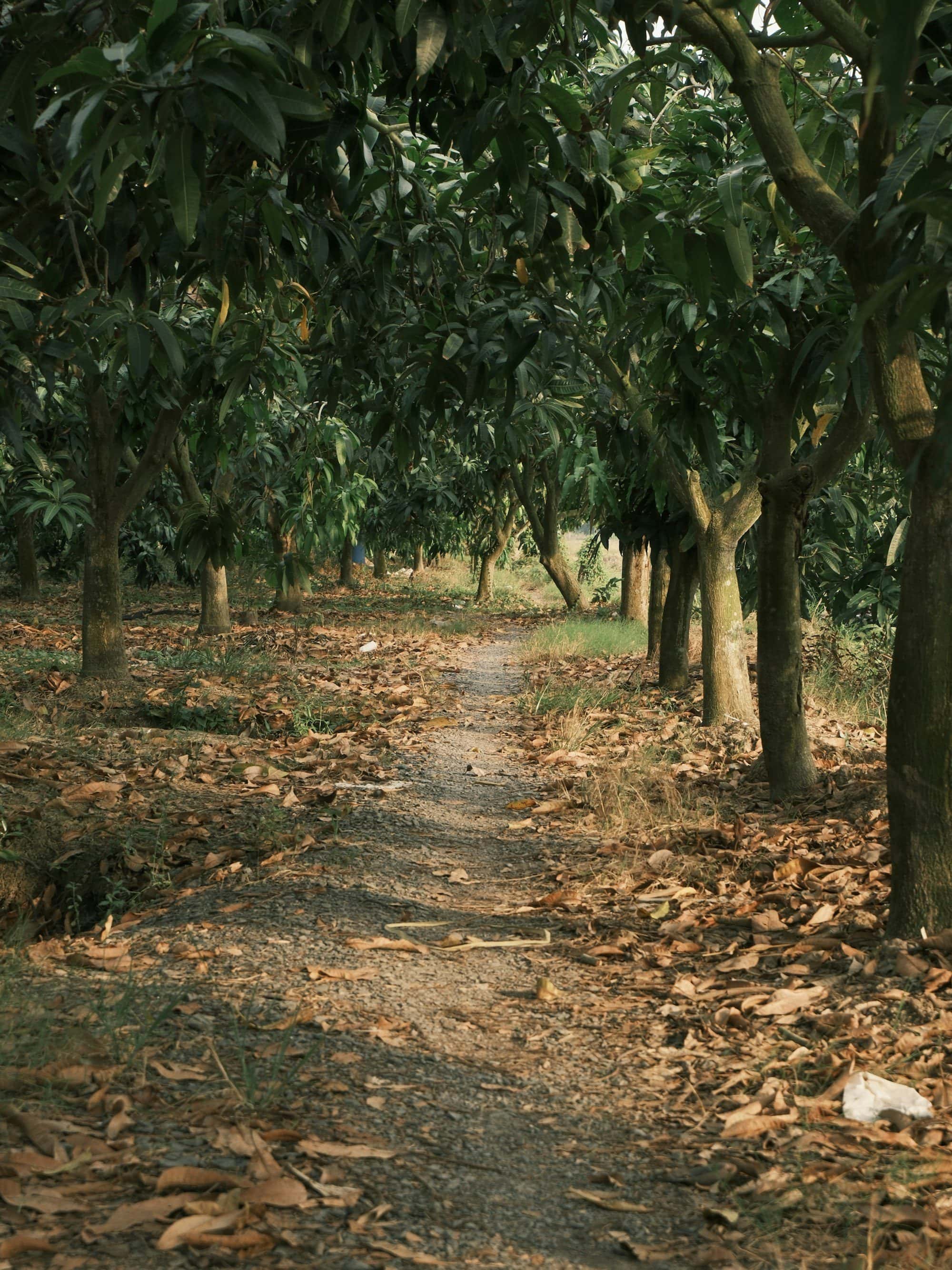 Setting up a commercial orchard on farmland