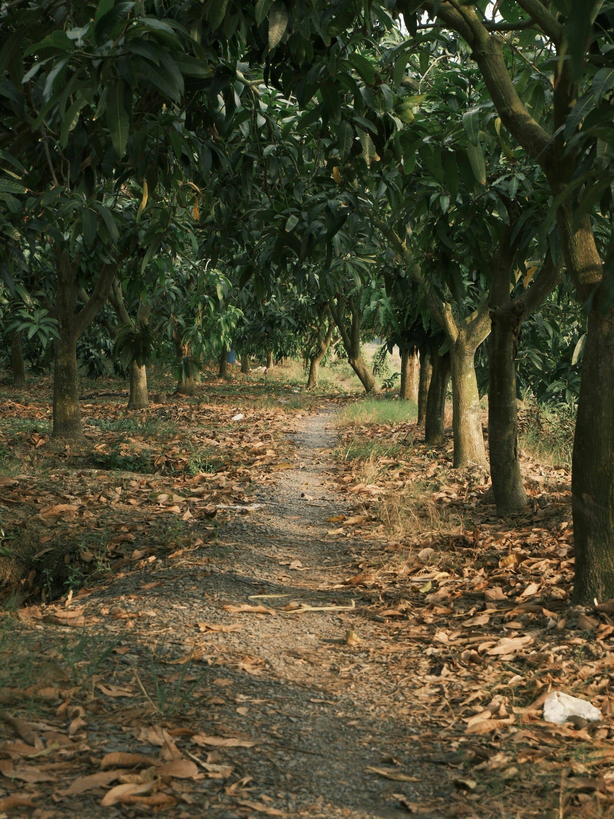 Setting up a commercial orchard on farmland