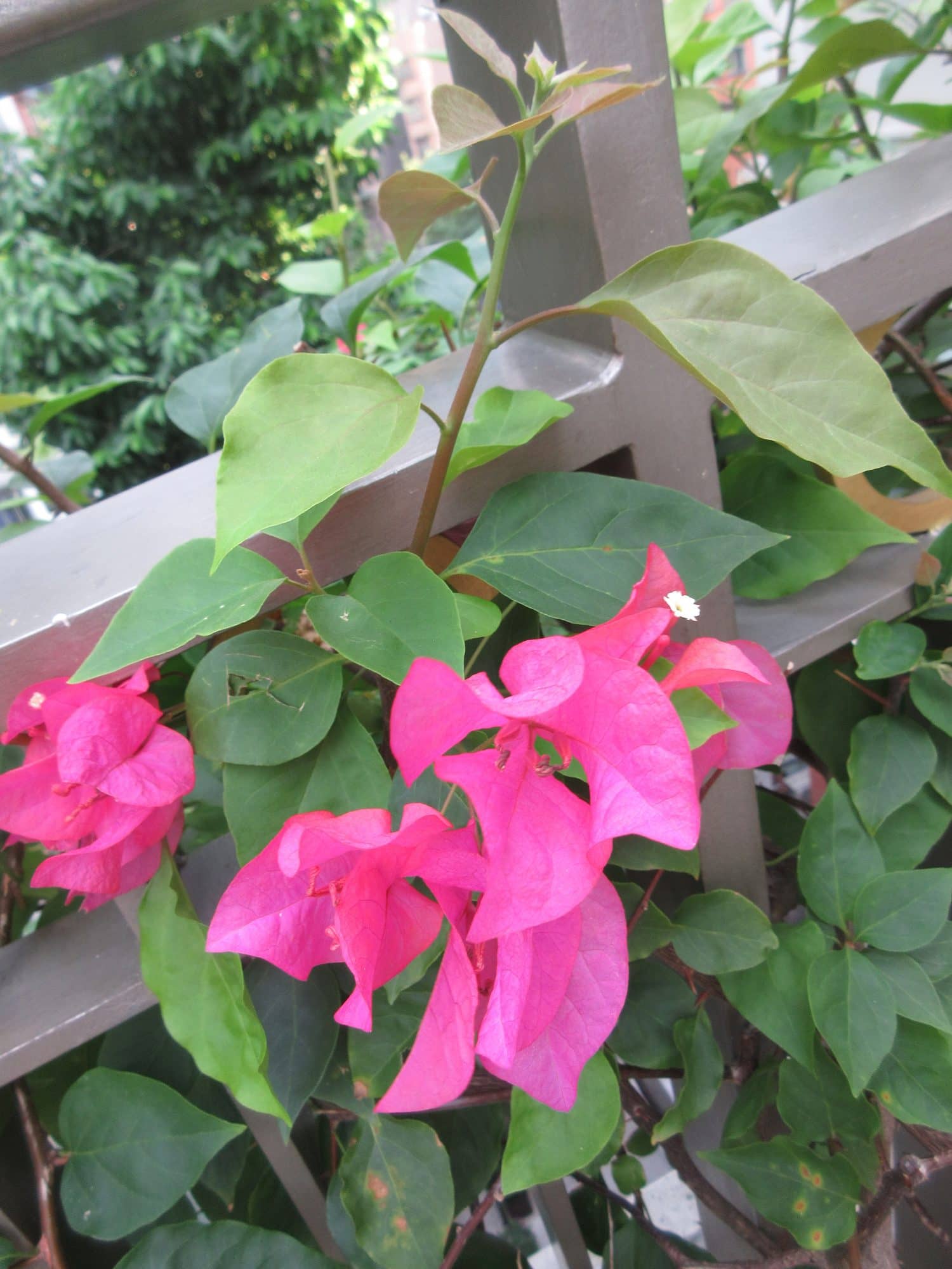 Red bougainvillea flowers on a rooftop garden terrace