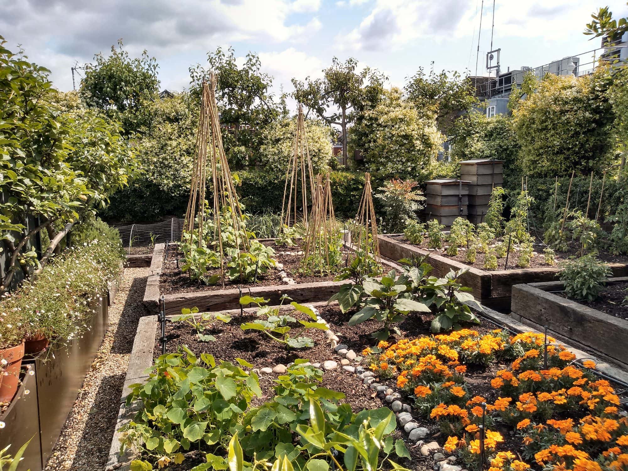 Raised vegetable beds with marigolds, beans on canes and herbs in a rooftop garden