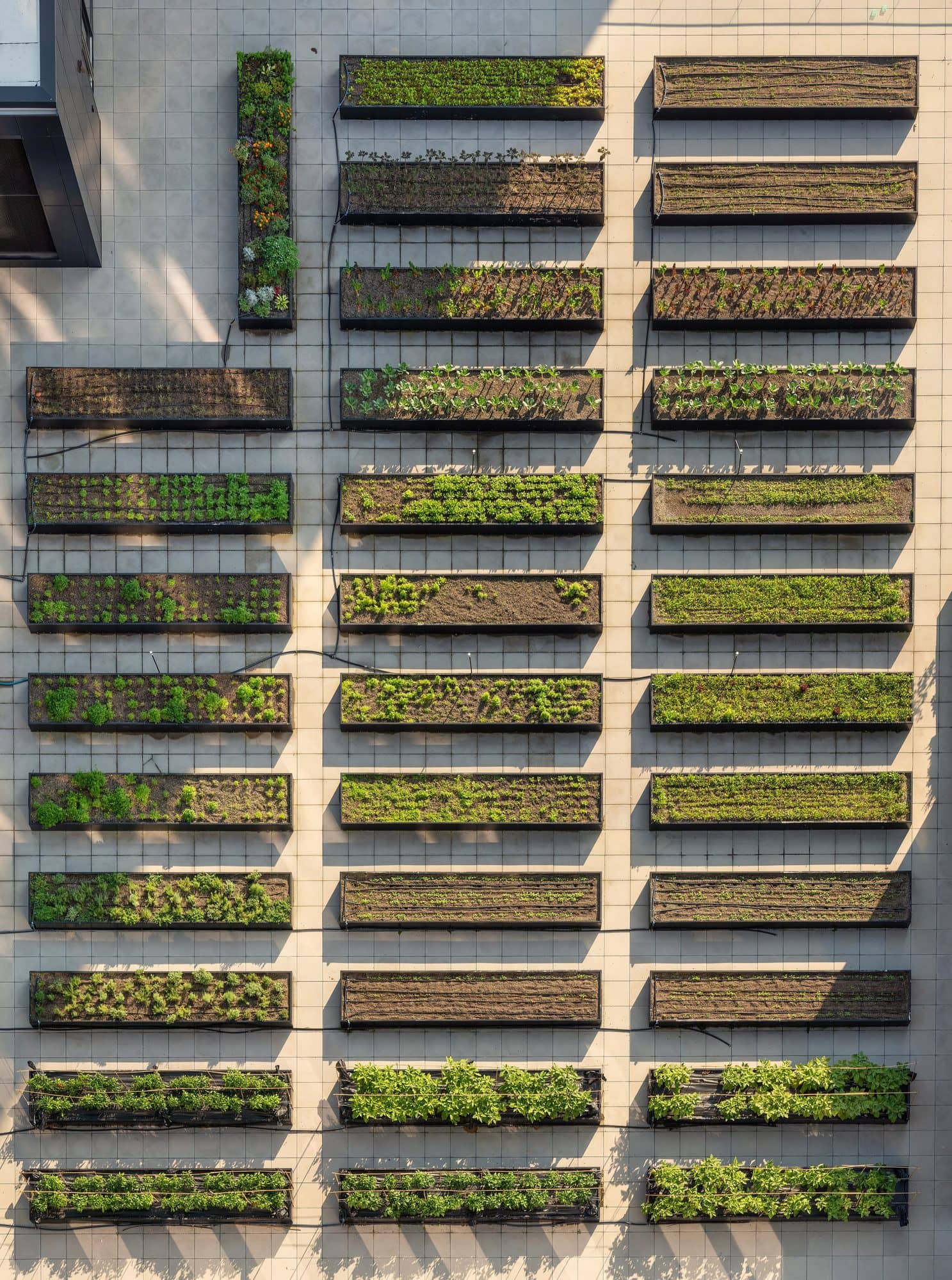 Aerial view of a rooftop farm with planted beds laid out in rows and walkways between them