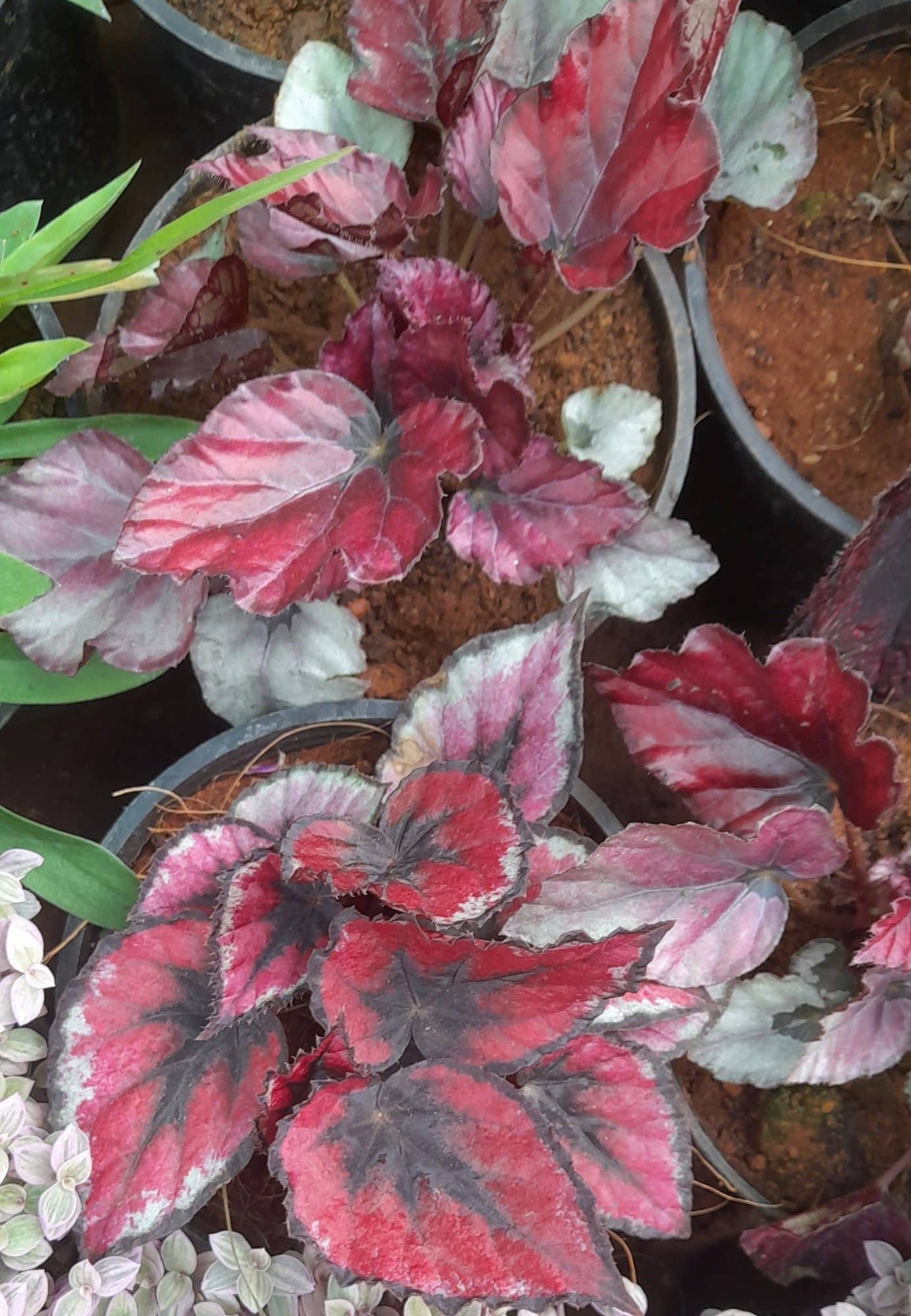 Begonia