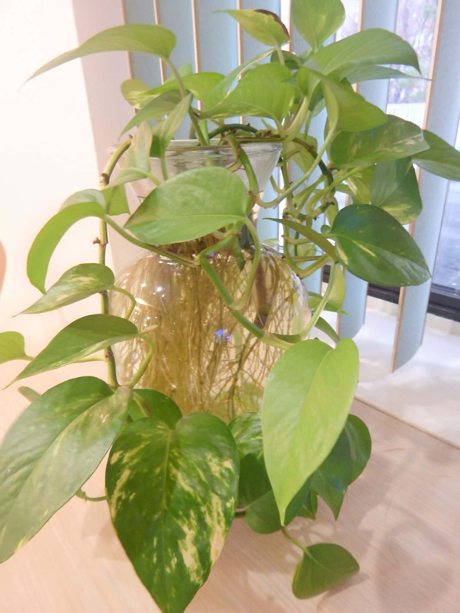 A money plant (pothos) cutting with long white roots growing in a glass jar of water