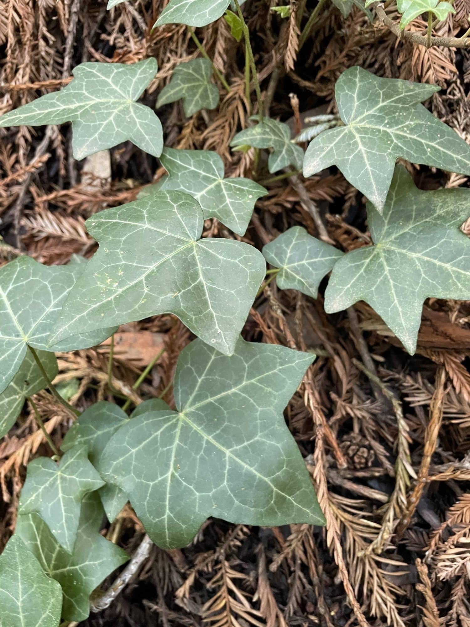 English ivy