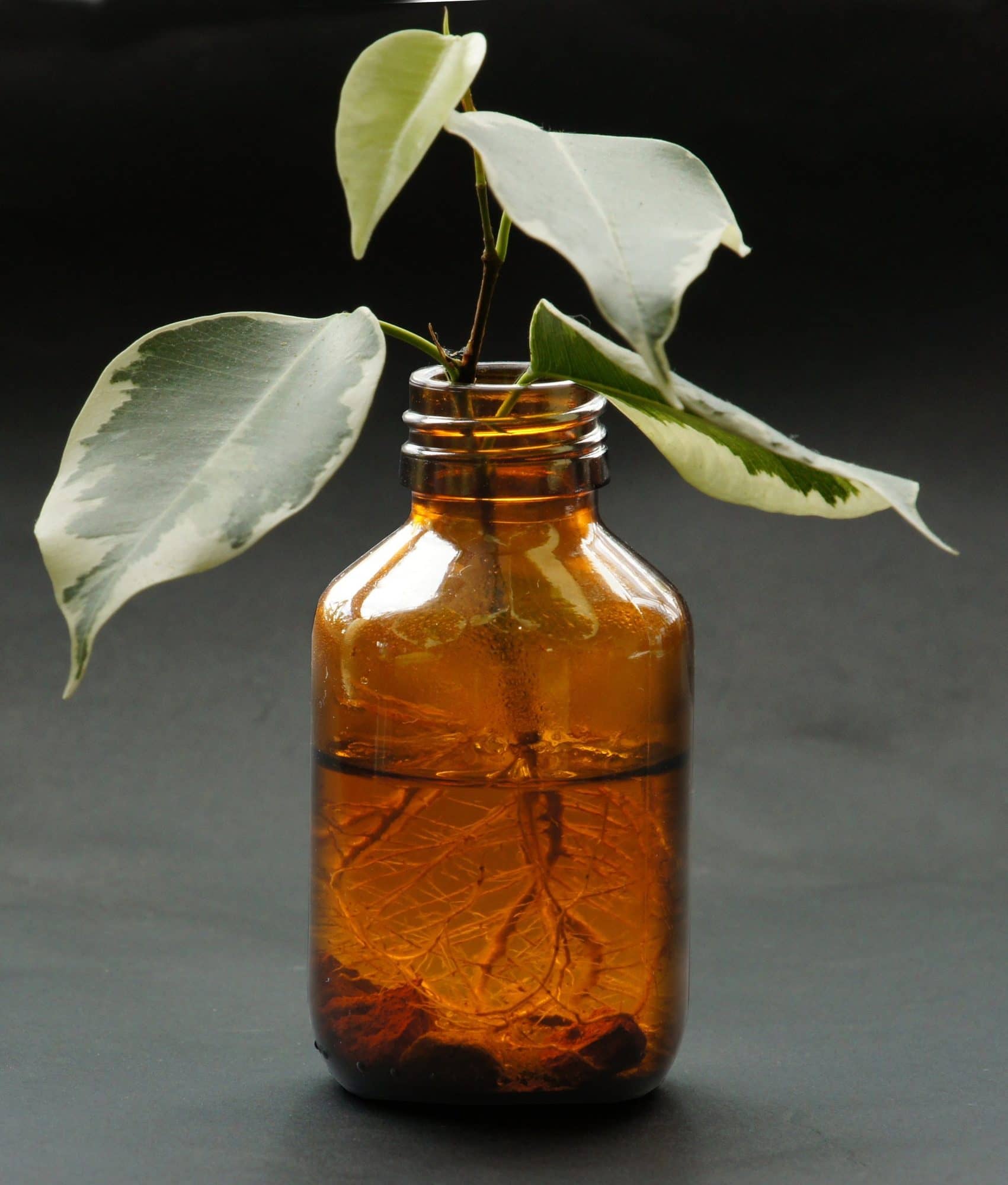 Leafy cuttings with a mass of roots in a brown glass bottle of water