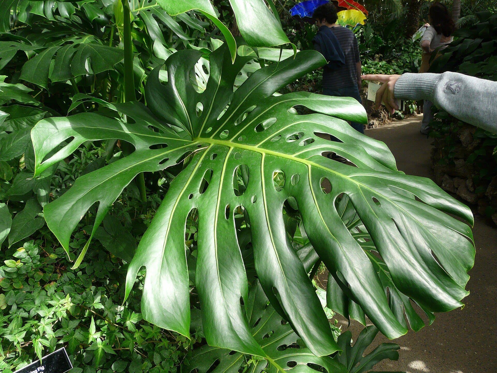 Monstera (Swiss cheese plant)