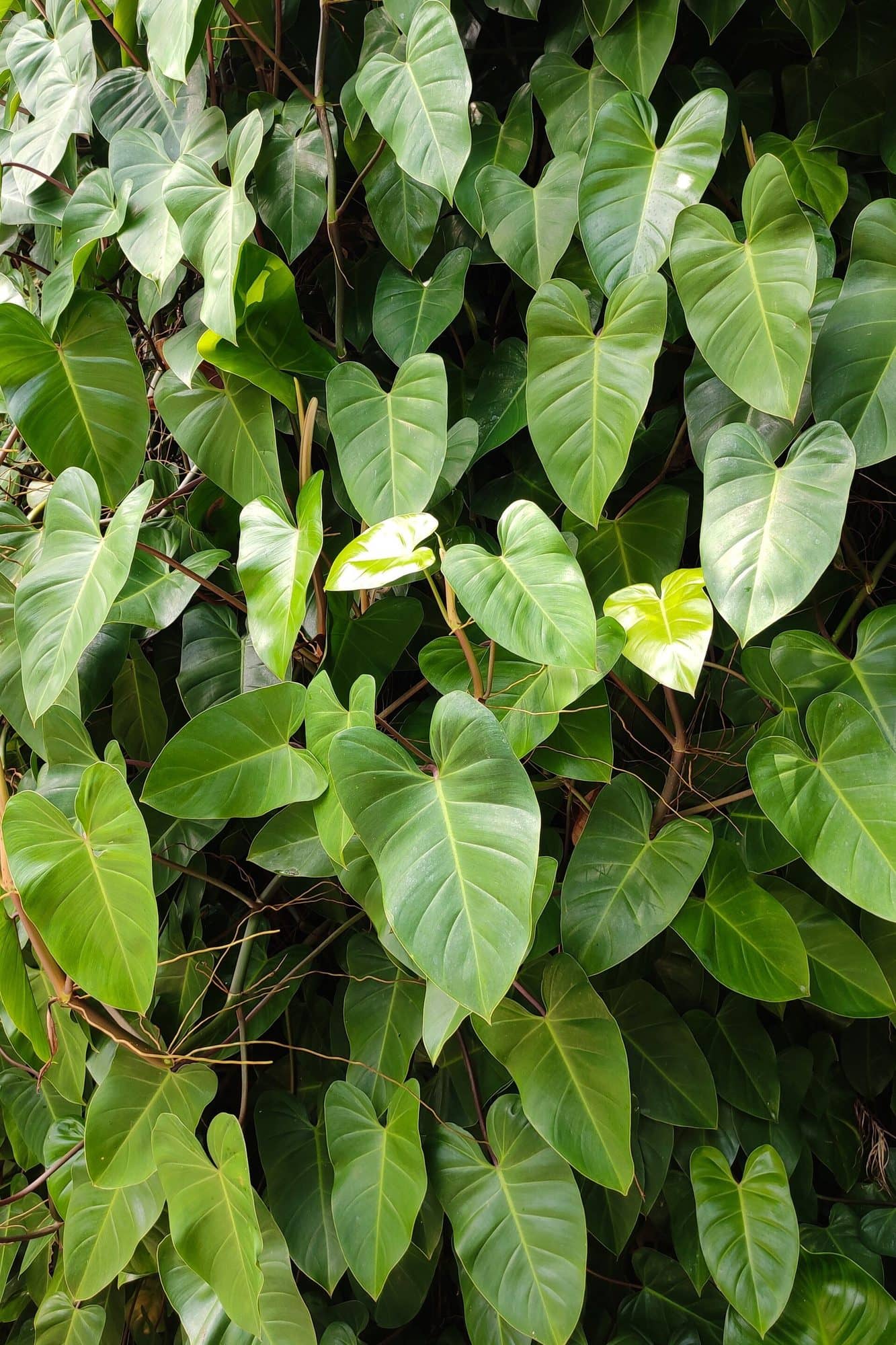 Heartleaf philodendron