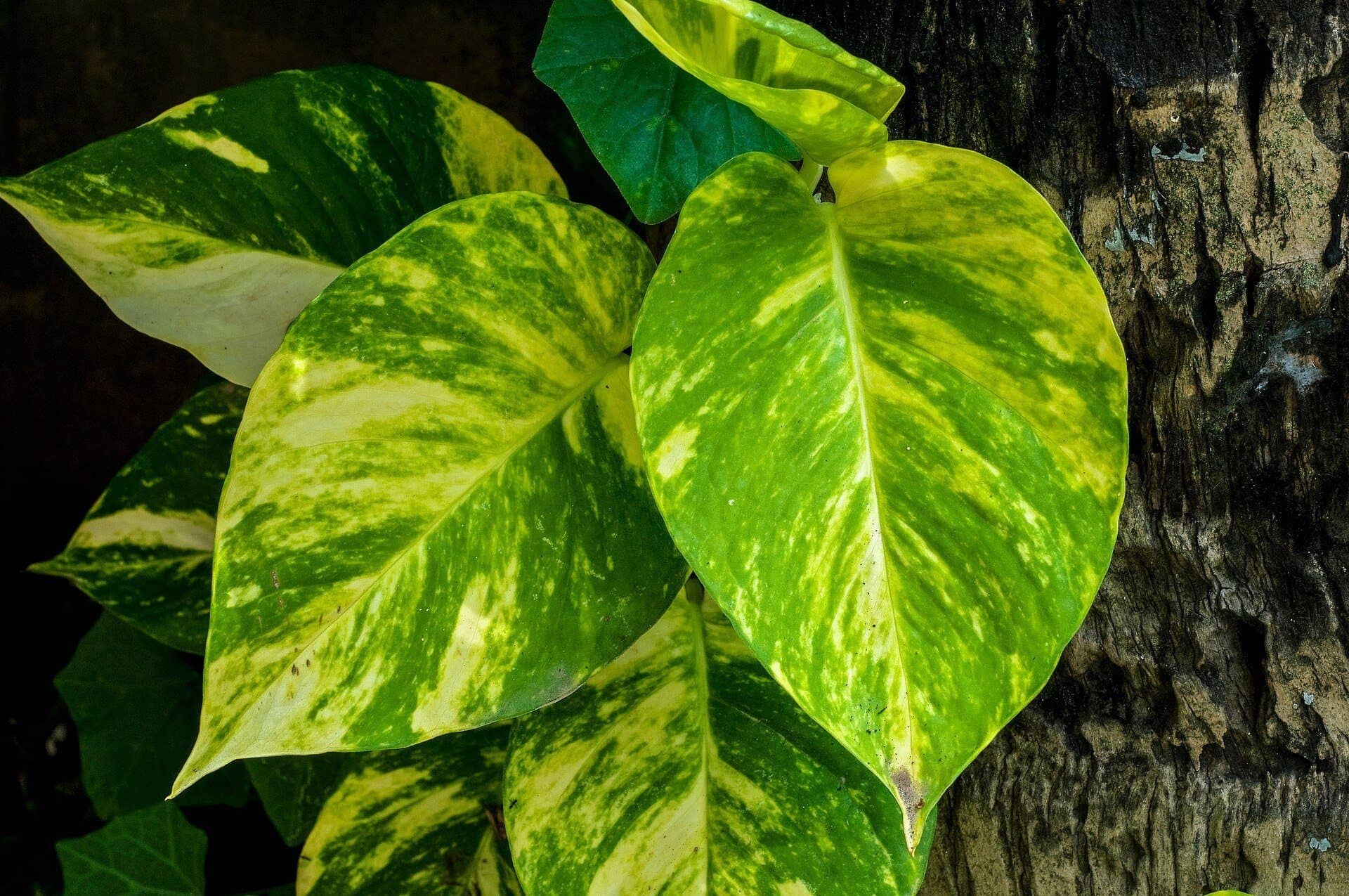 Money plant (pothos)