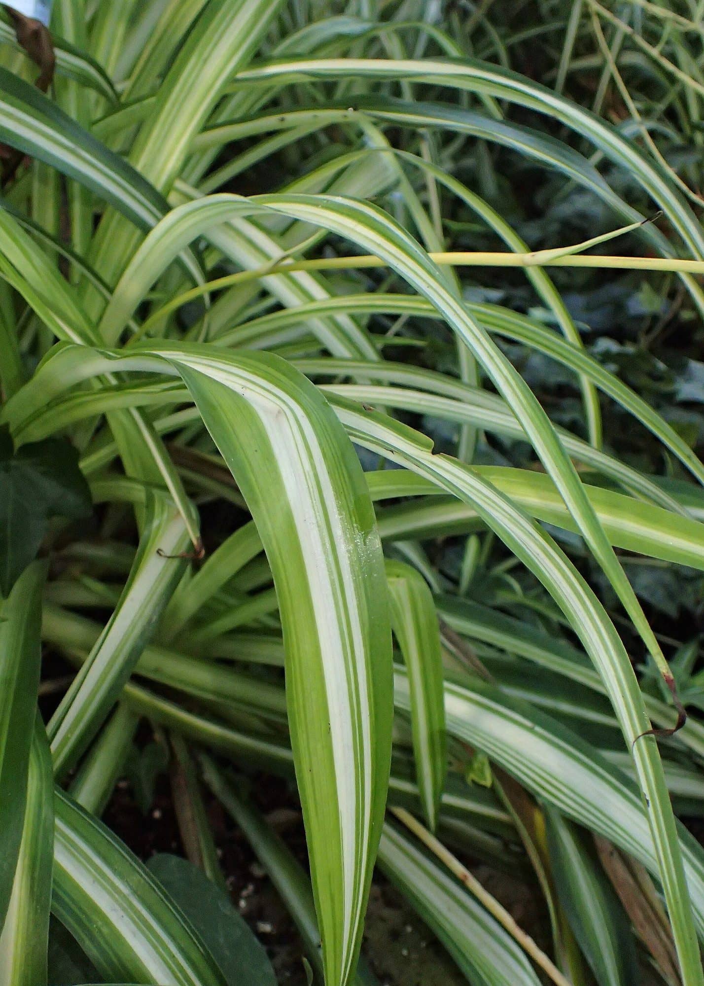 Chlorophytum (spider plant)