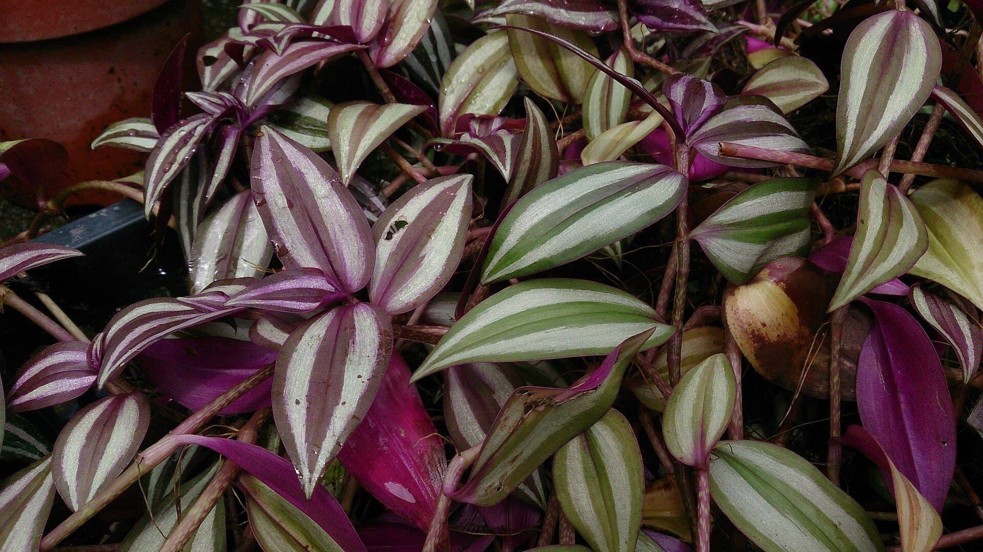 Zebrina (wandering jew)