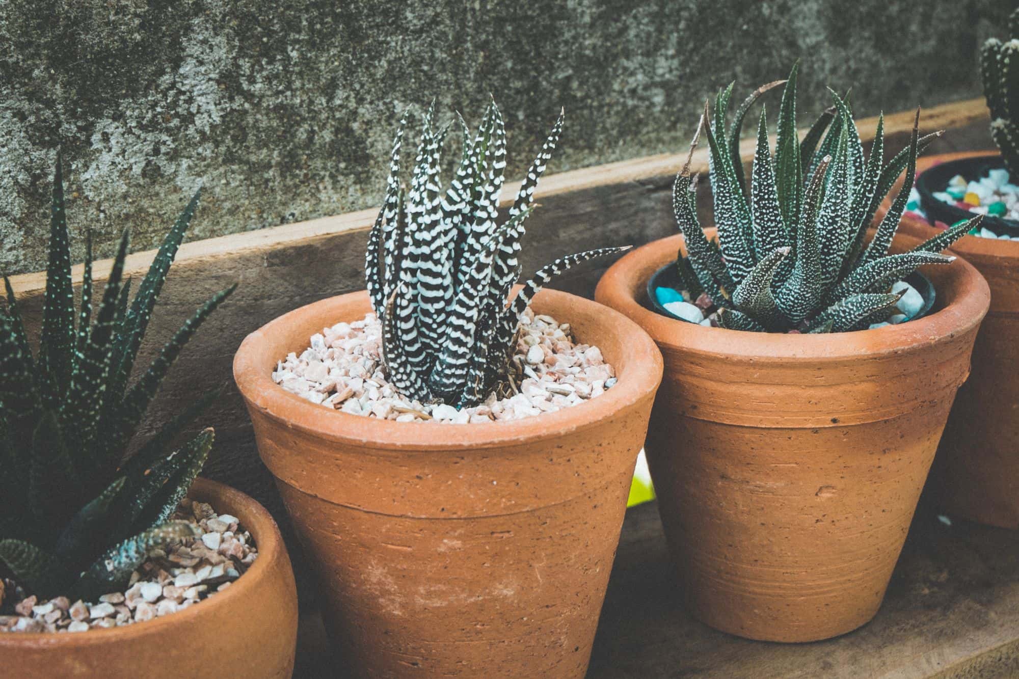 Corporate Plant Gifting