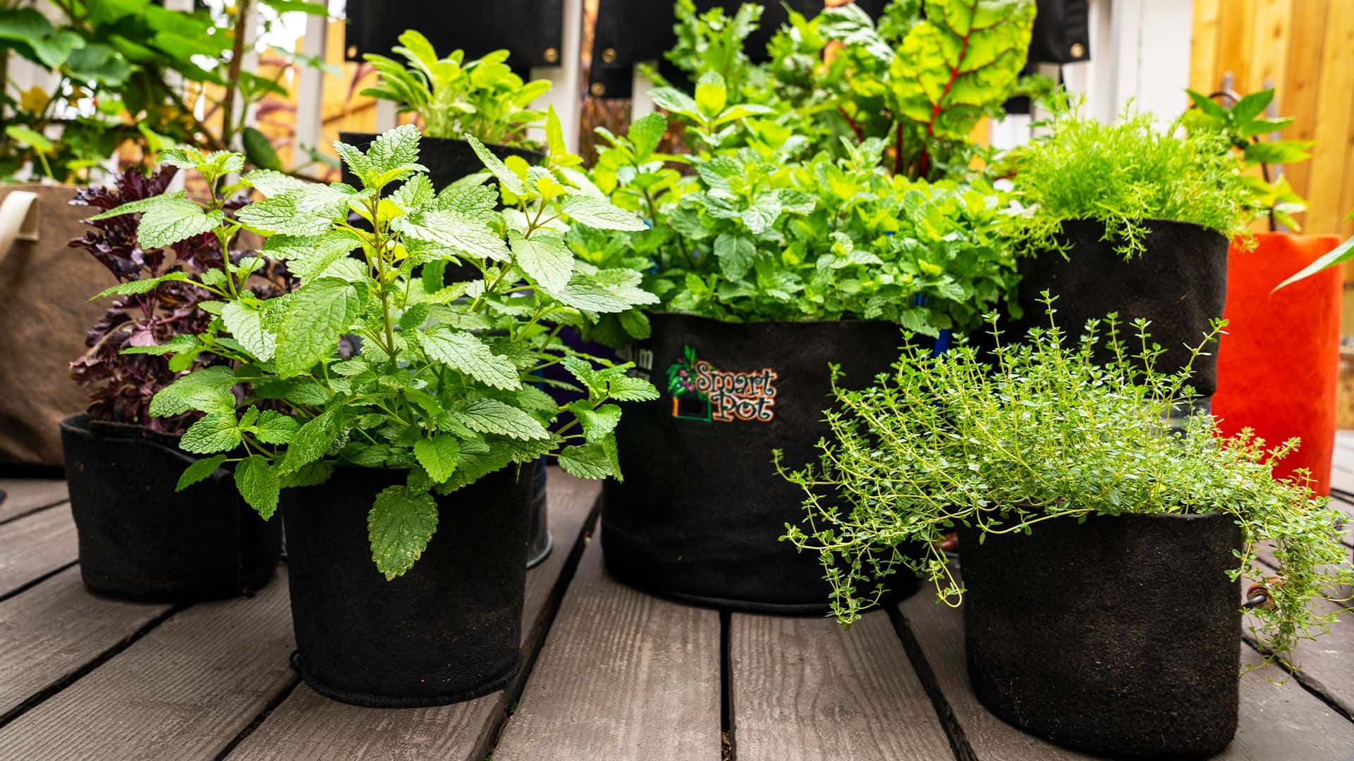Grow-Bag Farming Kit, Installed