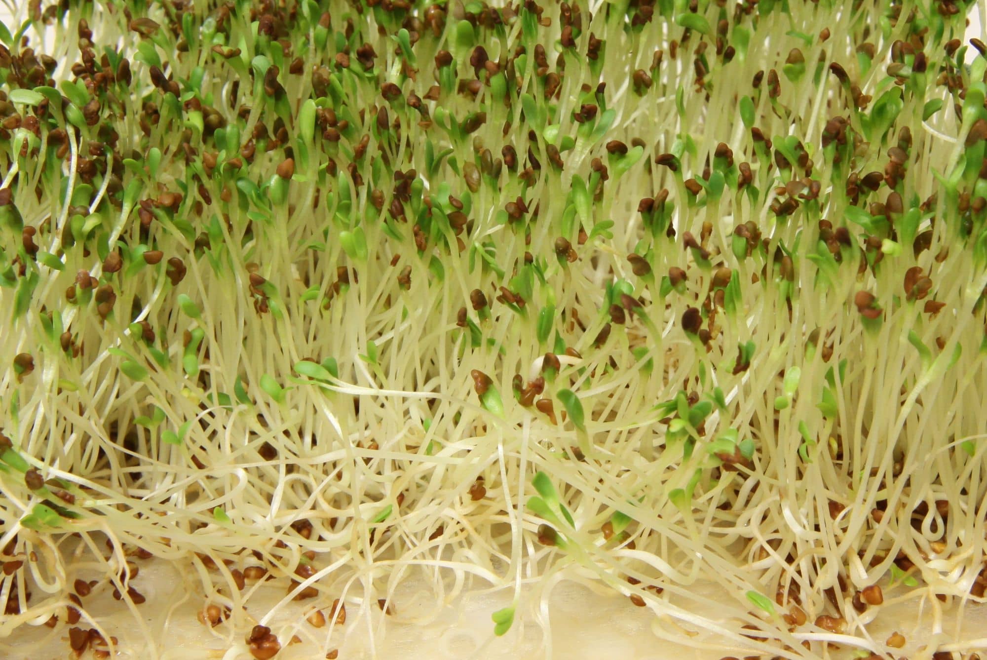 Alfalfa sprouts with small green leaves and brown seed coats