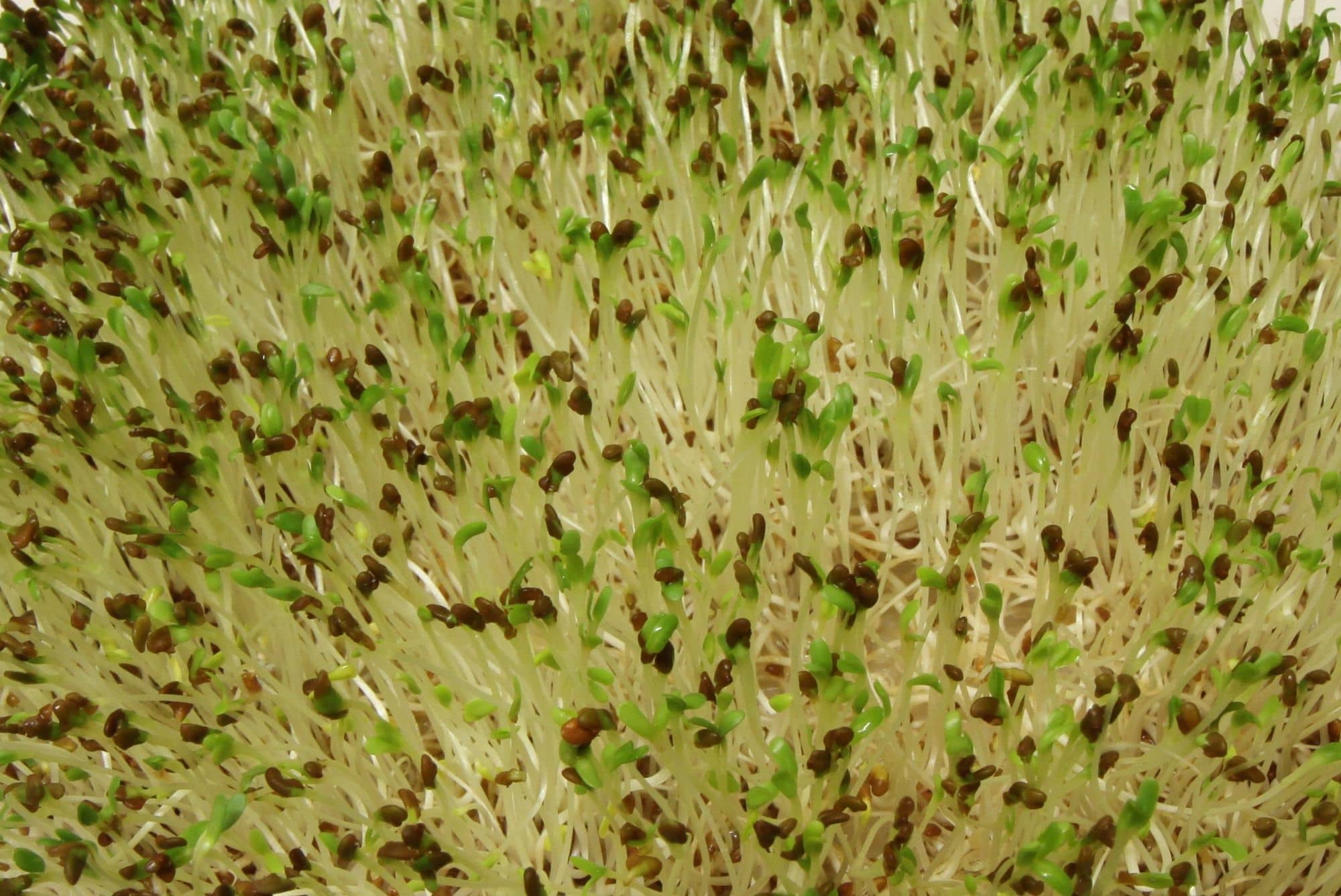 A mass of alfalfa sprouts greening in a sprouter
