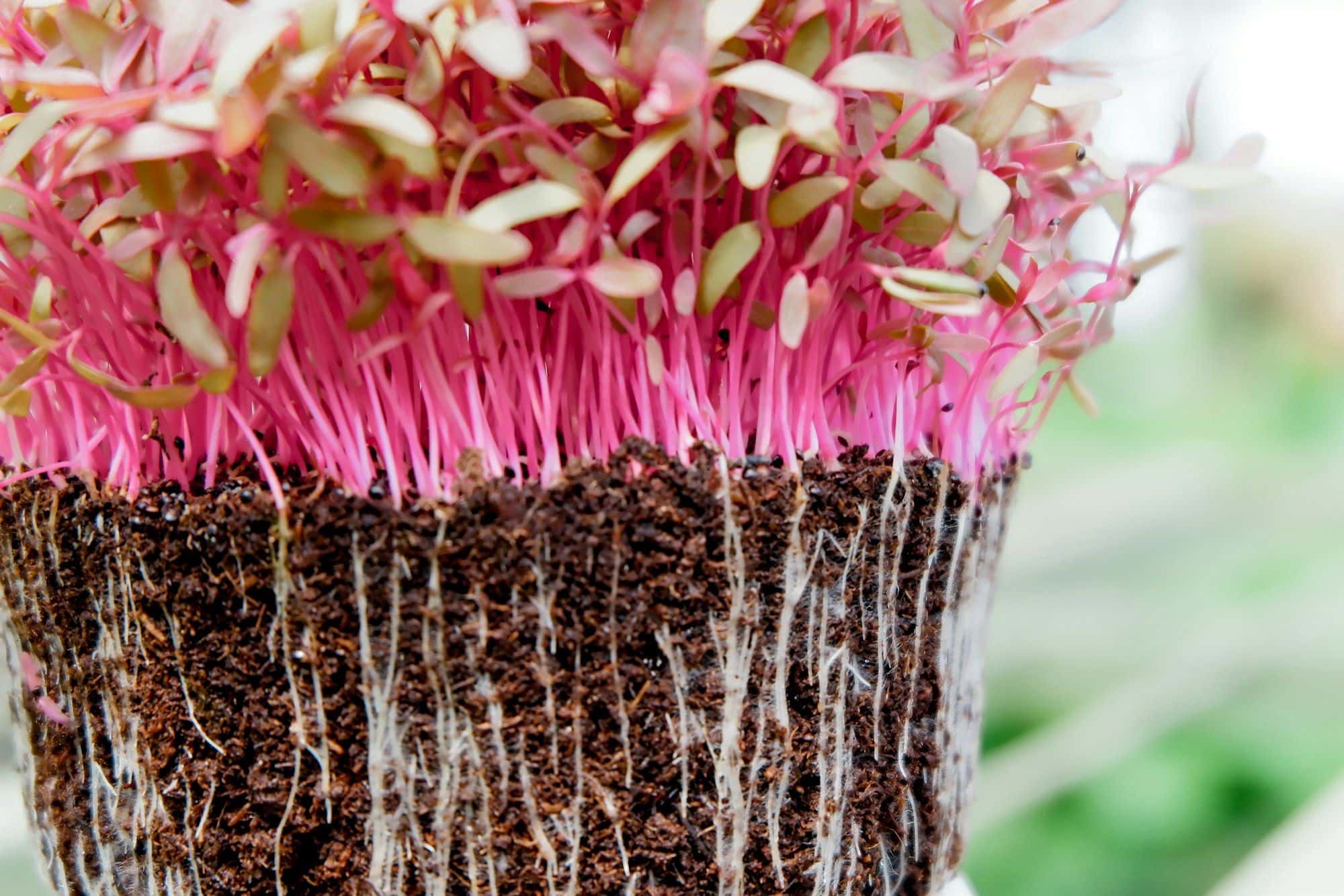 Red amaranth microgreens with hot-pink stems above a block of soil and roots