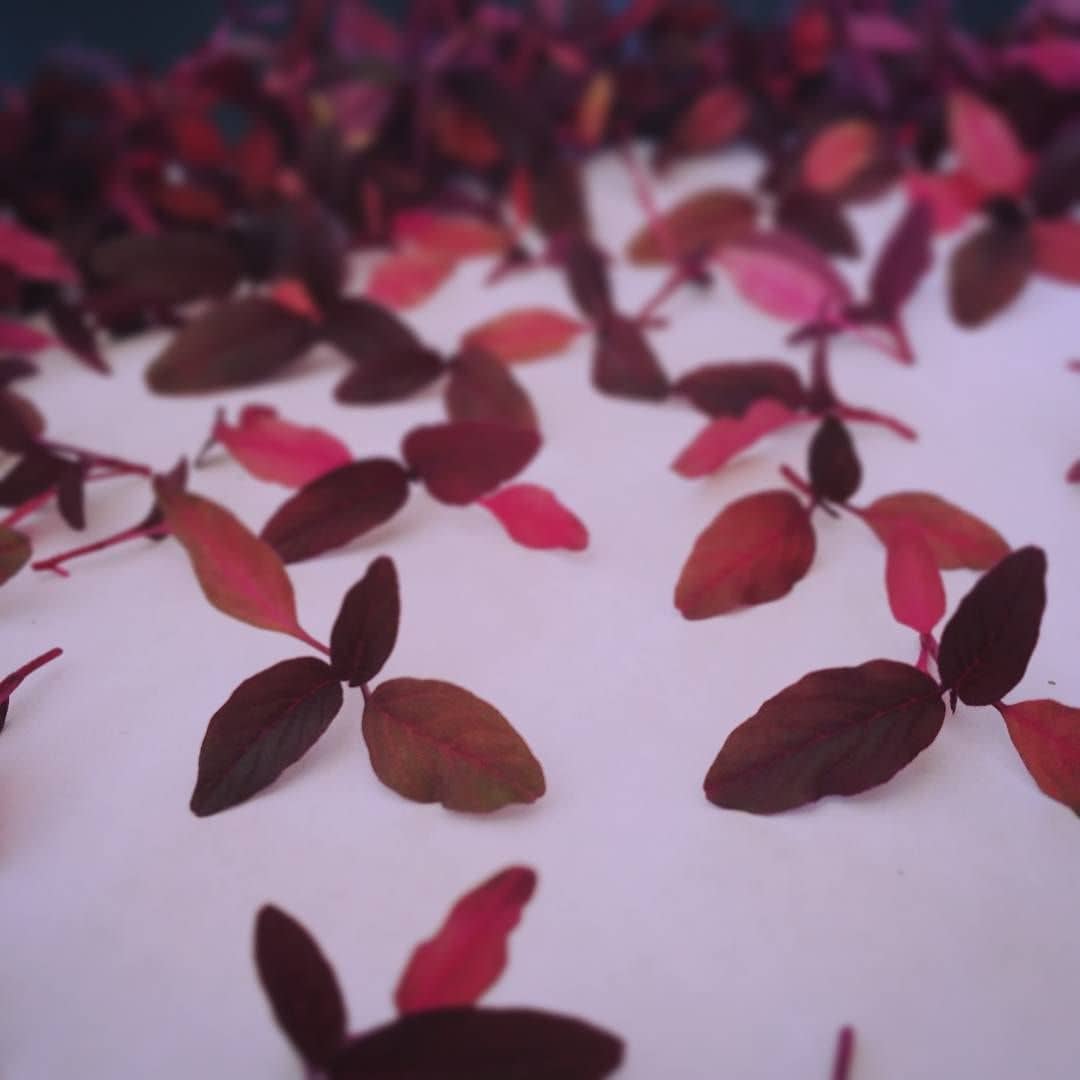 Cut red amaranth microgreens scattered on a white surface