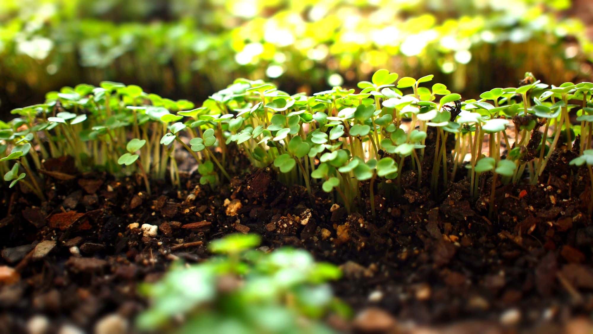 Arugula seedlings with heart-shaped seed leaves in soil